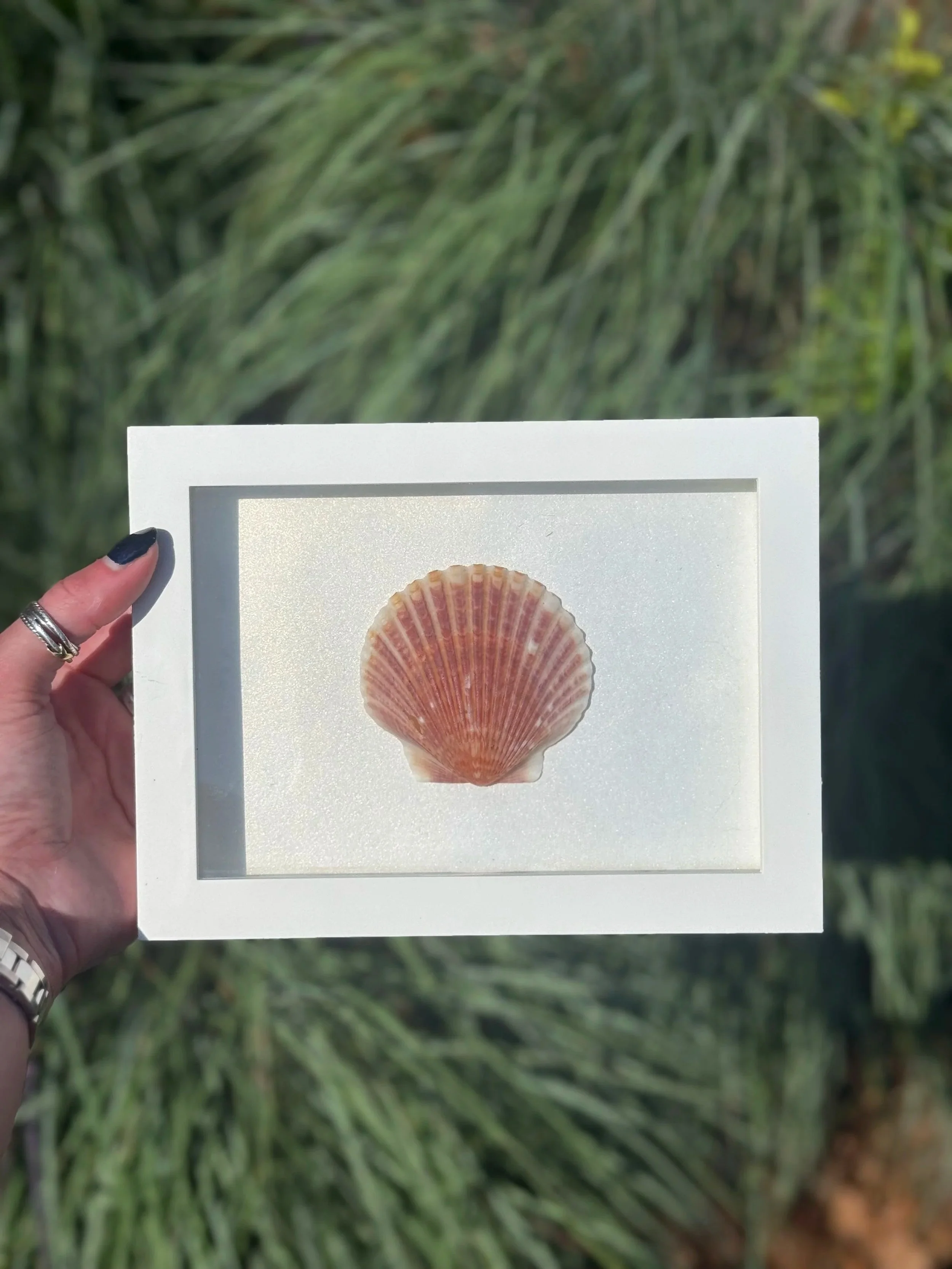 Scallop Mini Shadowbox