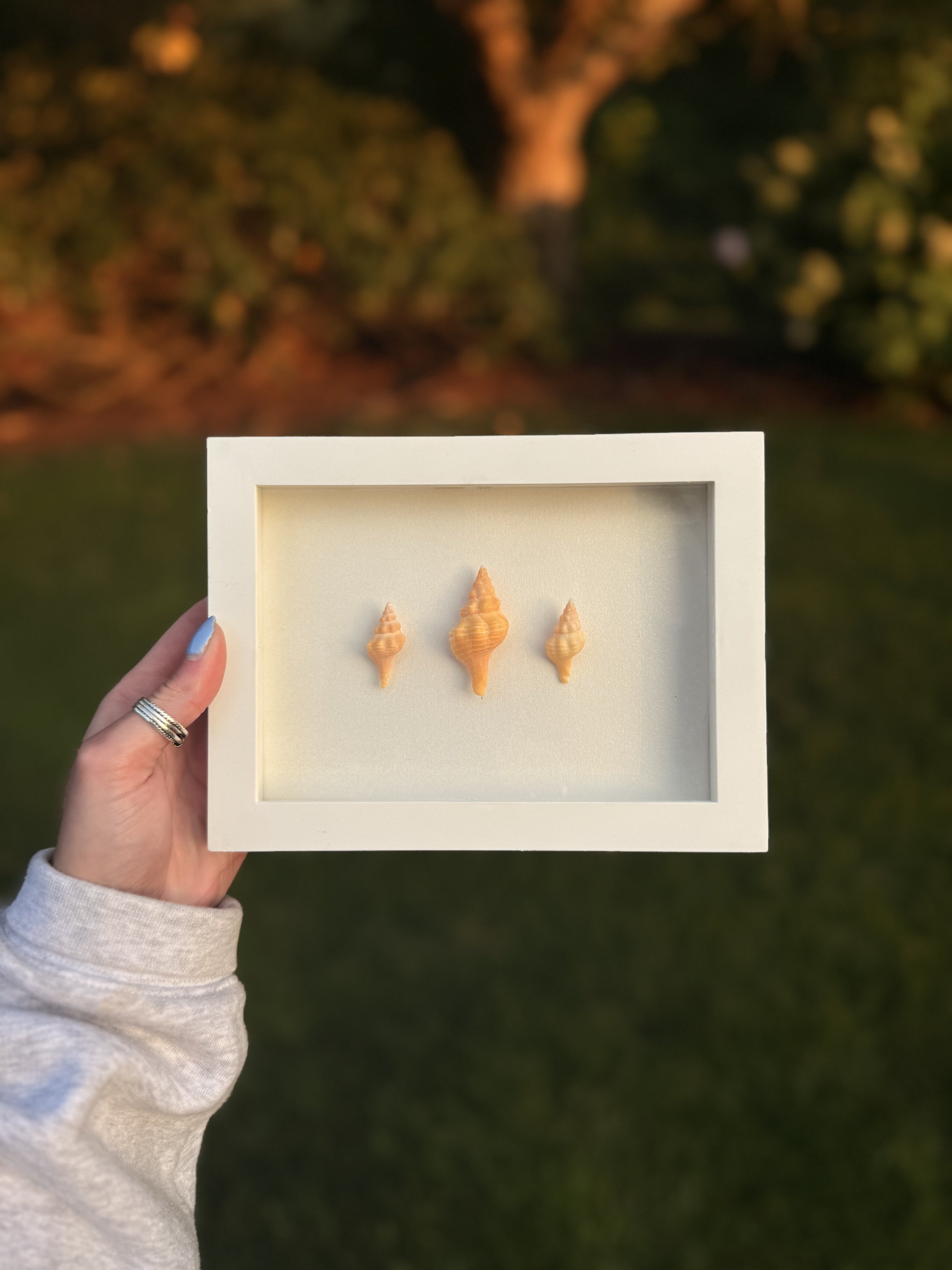 Horse Conch Trio Mini Shadowbox