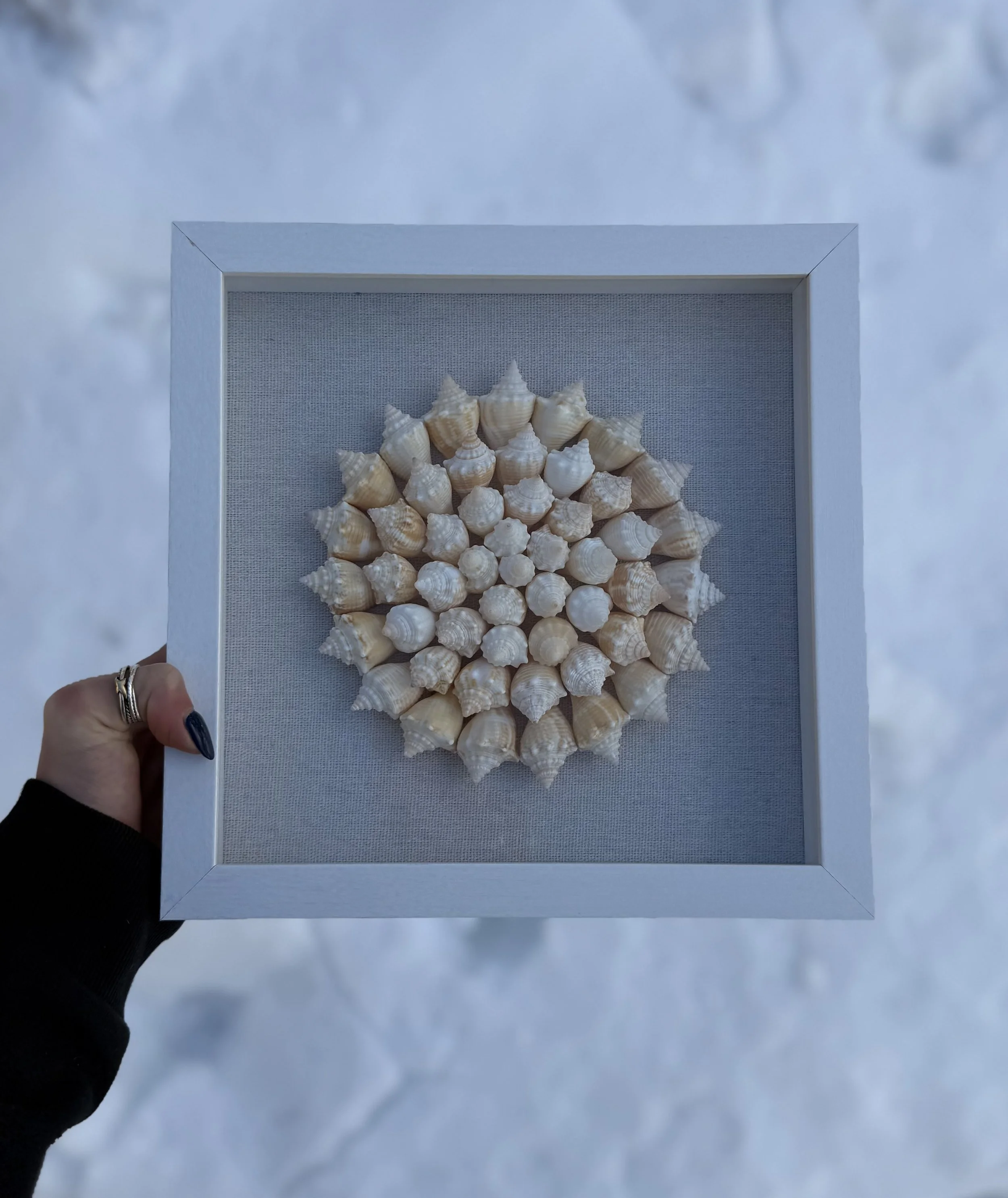Conch Spiral Shadowbox