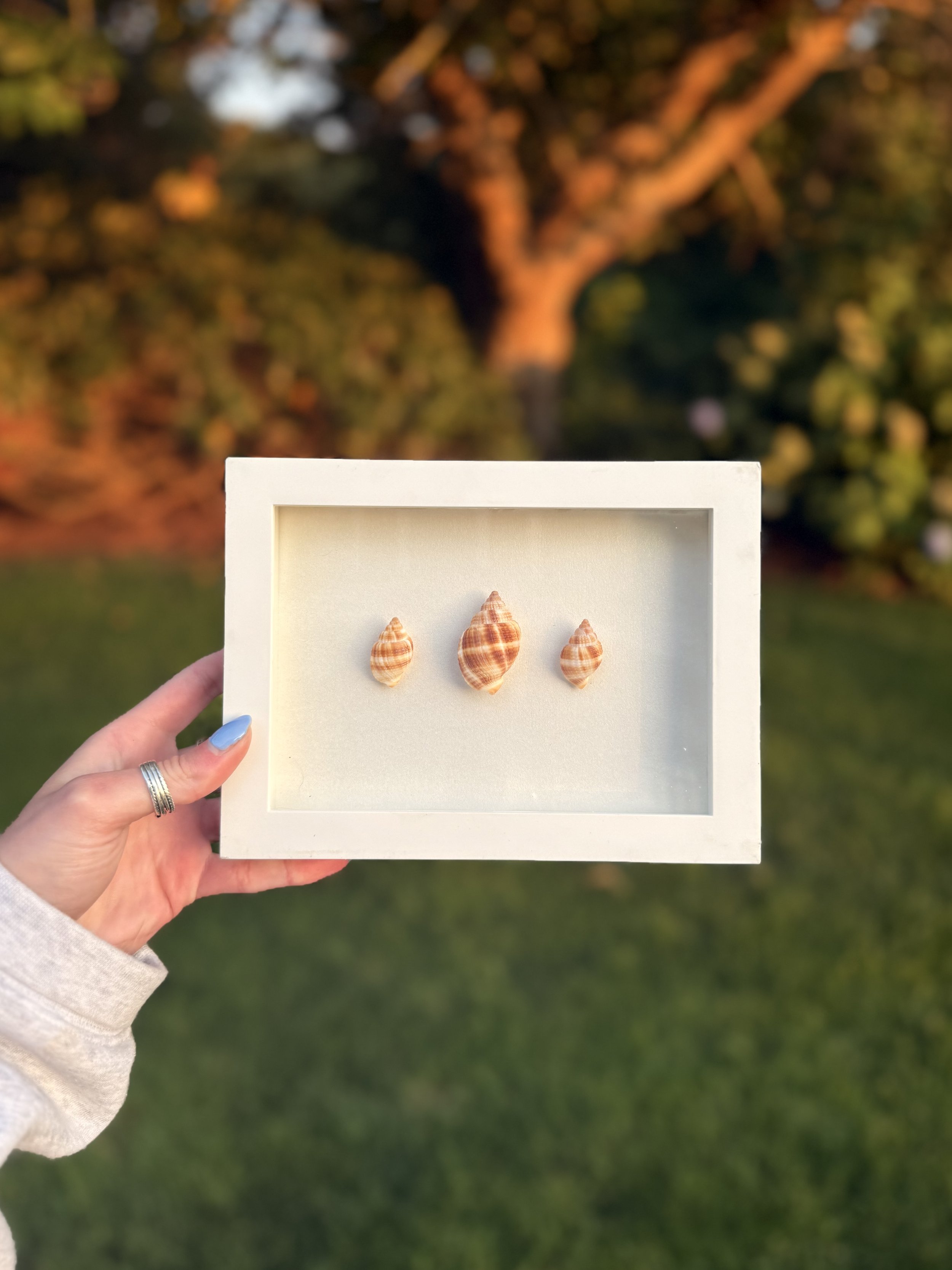 Nutmeg Trio Mini Shadowbox