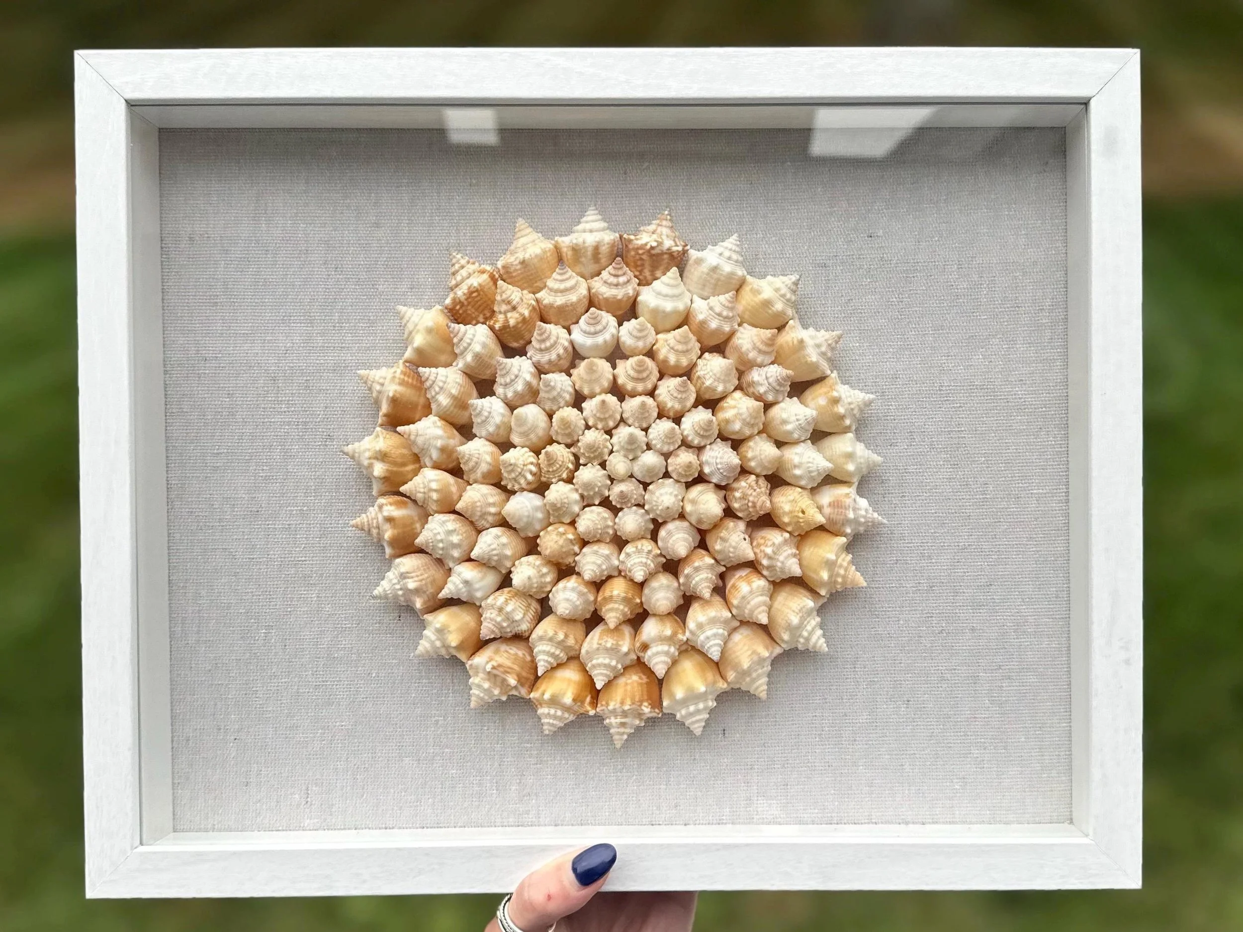 Seashell Shadowbox - 100+ Sanibel Island Conch Shell Pinwheel