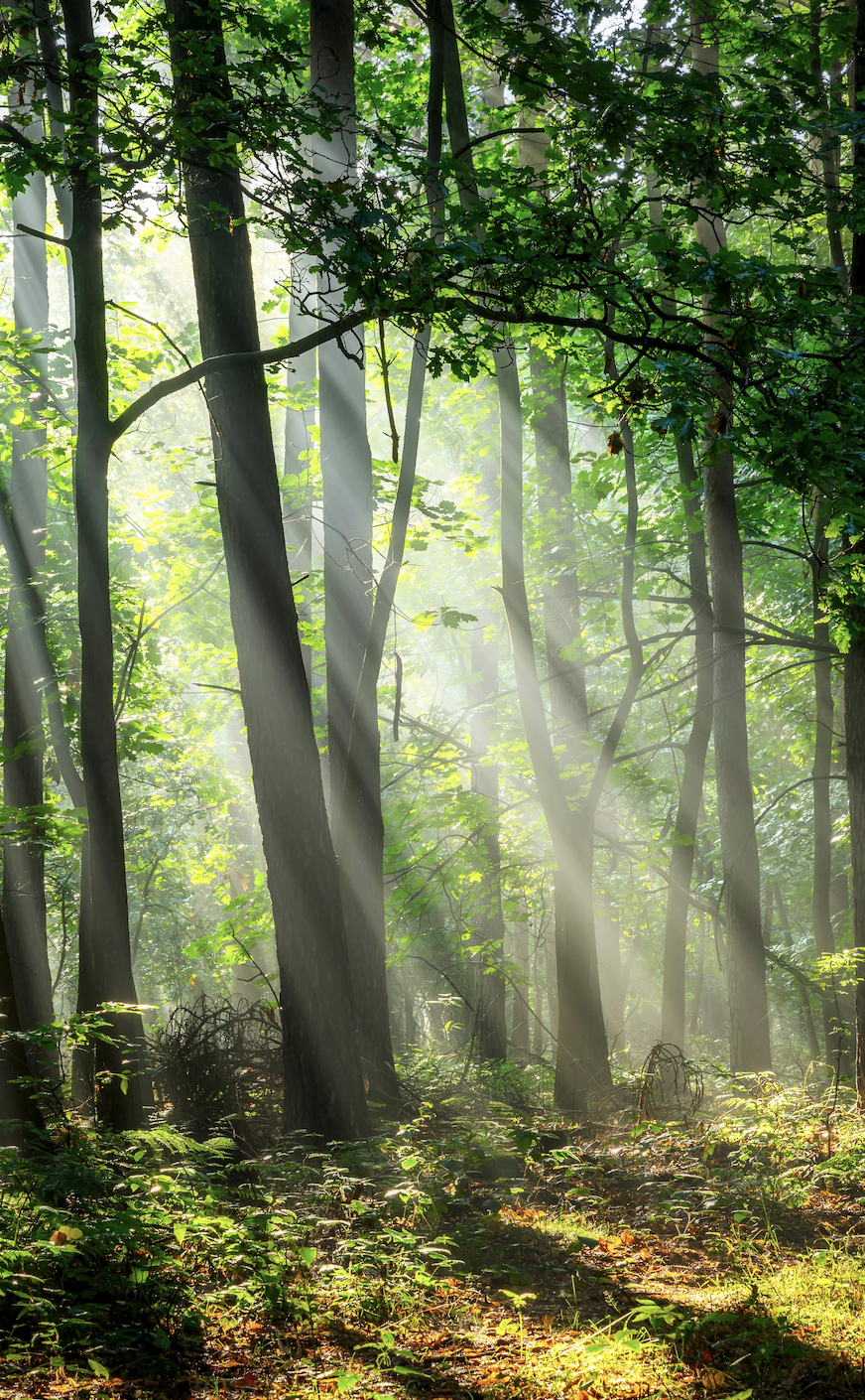 Sunlight streaming through a lush green forest with tall trees and dense understory plants.