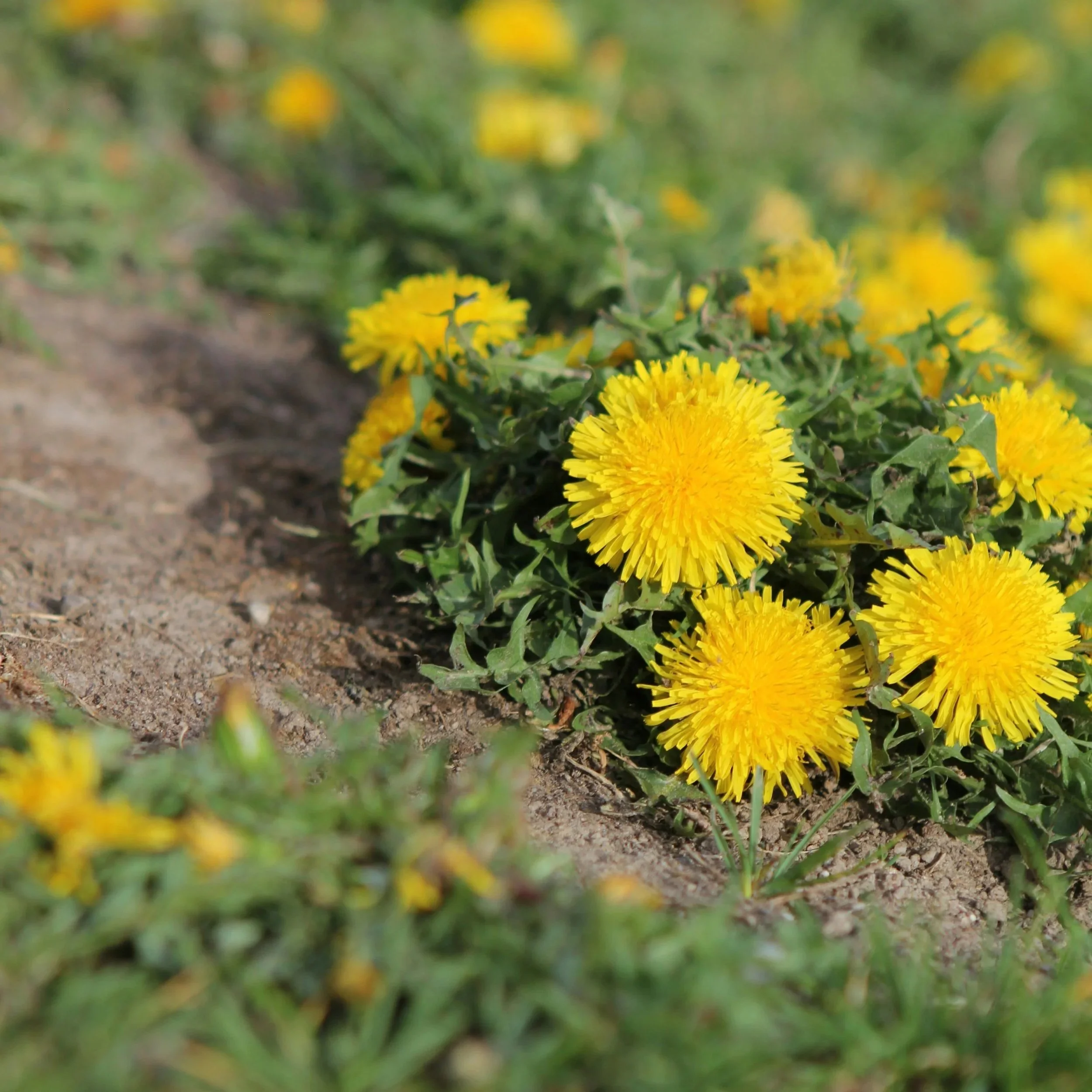 Sweet Peet® Organic Mulch Eliminates Weeds