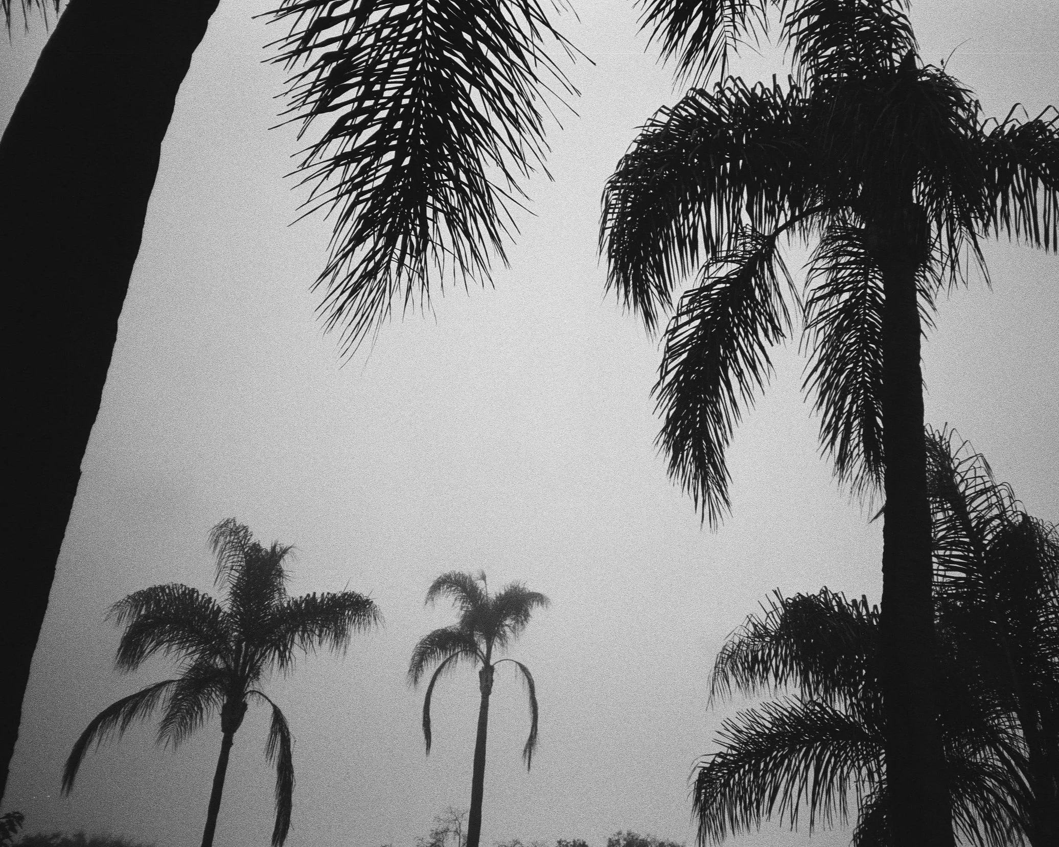 Silhouettes of palm trees against a gray sky.
