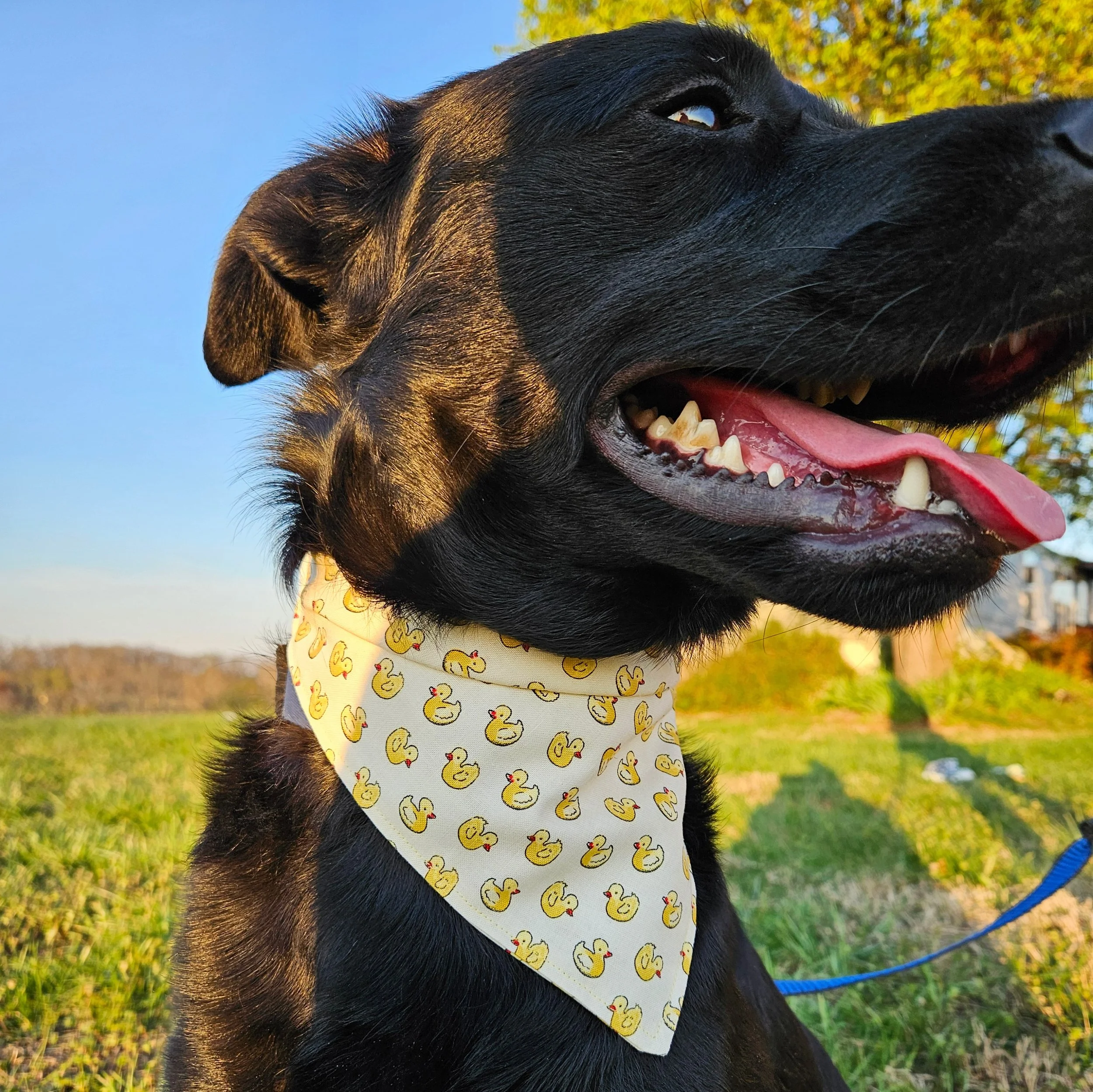 Pet Bandanas