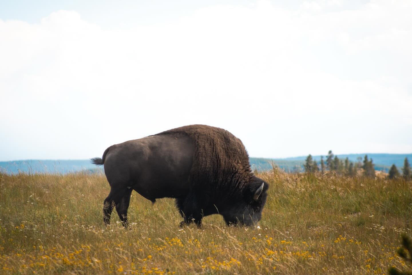 Yellowstone, Black Hills, South Dakota 
Summer Roadtrip 2025 🚗 📸