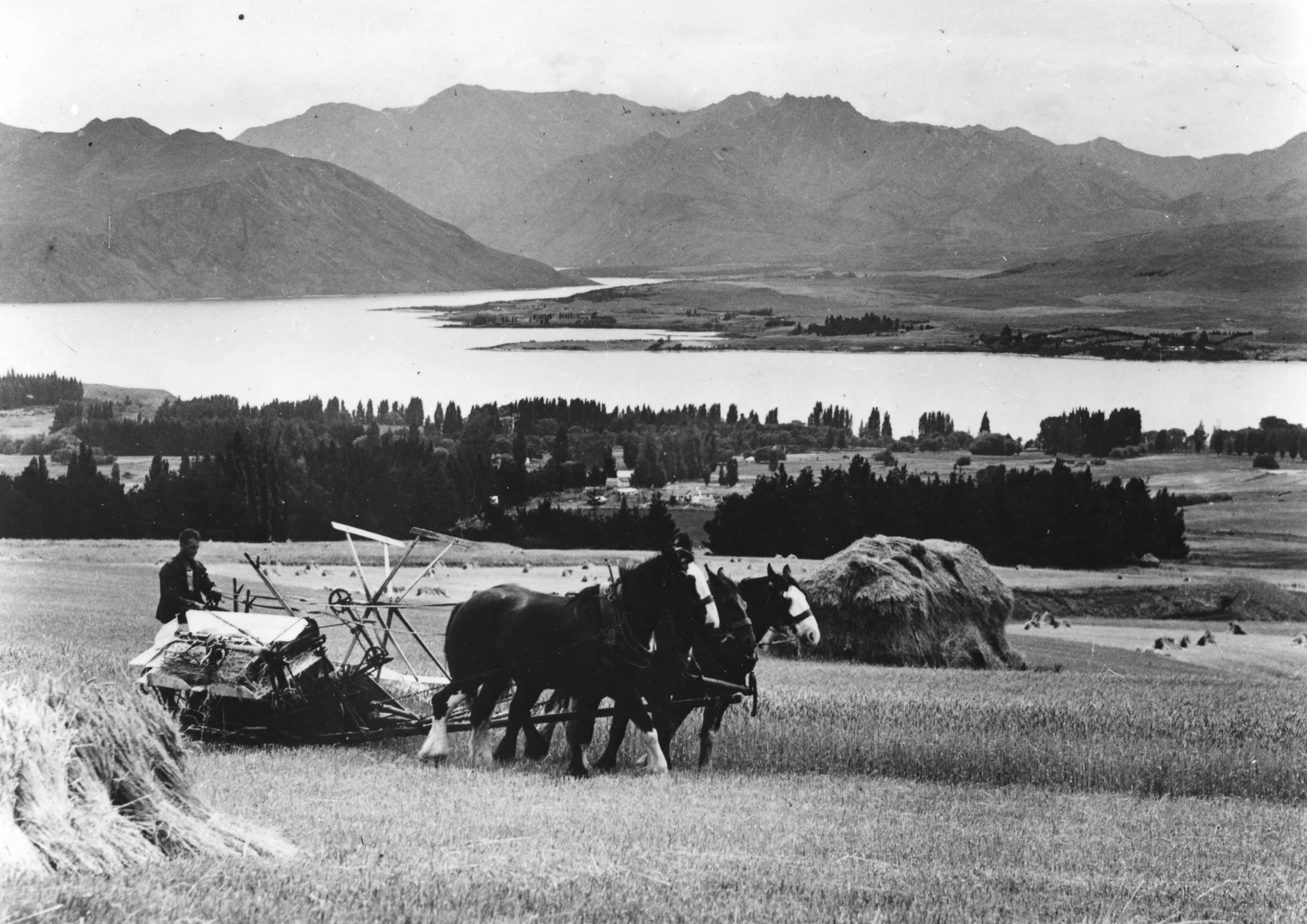 Mr. Tonkinson with horses Duke, Jip and Prince. Looking to Lake Wānaka from Wanaka Station (unknown date) #1007.1