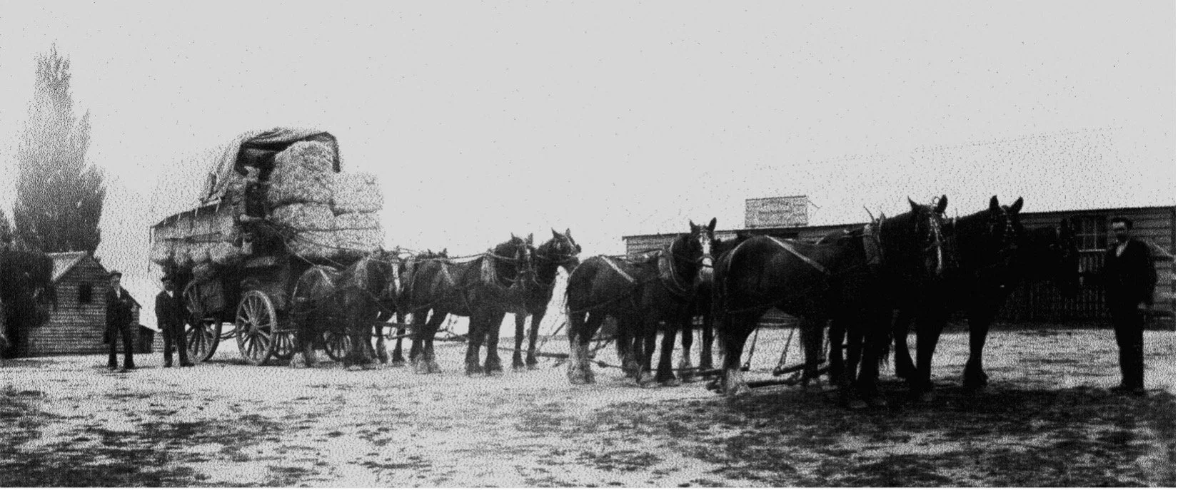 A load of baled dry flax tow shipped from the Makarora flax mill and loaded onto a dray resting outside McDougall & Sons store. c.1890-1904. Ref. F113