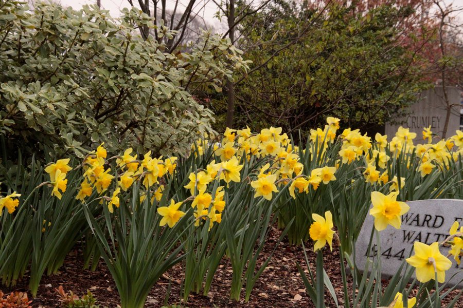Edgewood's Historic Daffodils