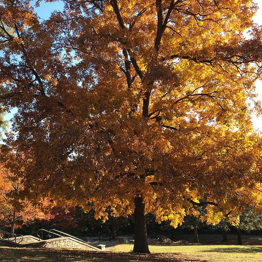 Colors of Change: An Autumn Art Exploration at Oakland&nbsp;