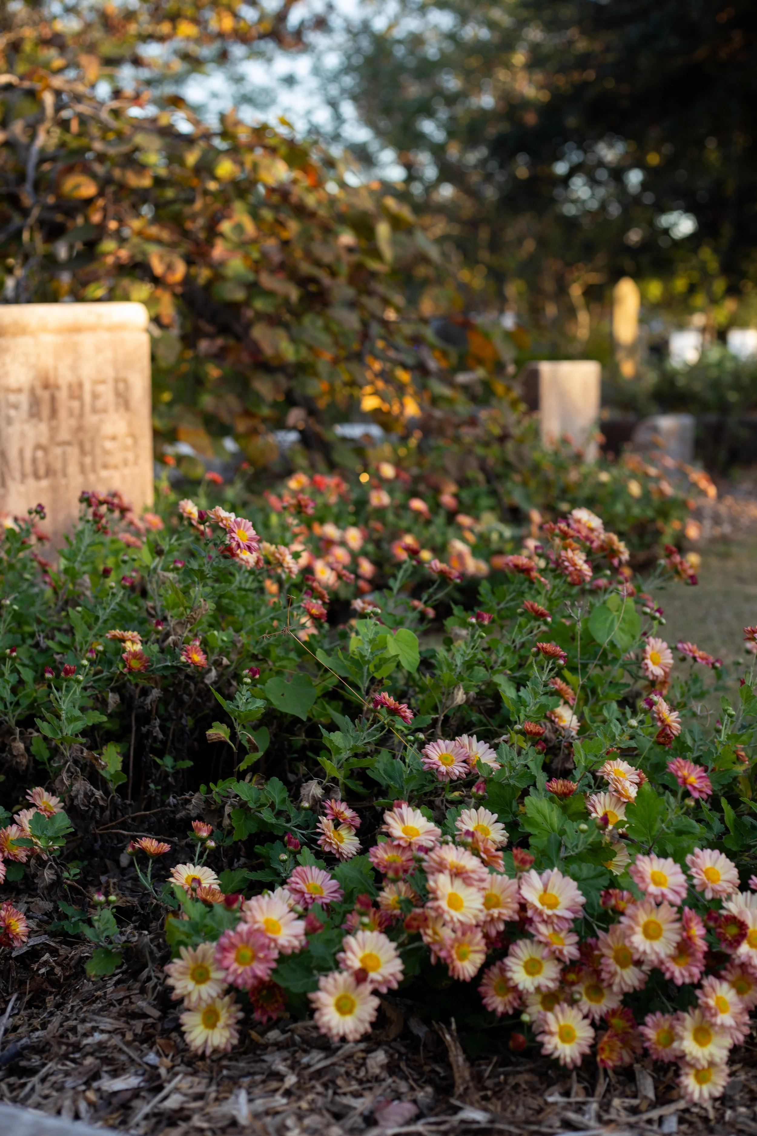 Flowers in a garden with headstones in the background, likely a cemetery, during sunset.