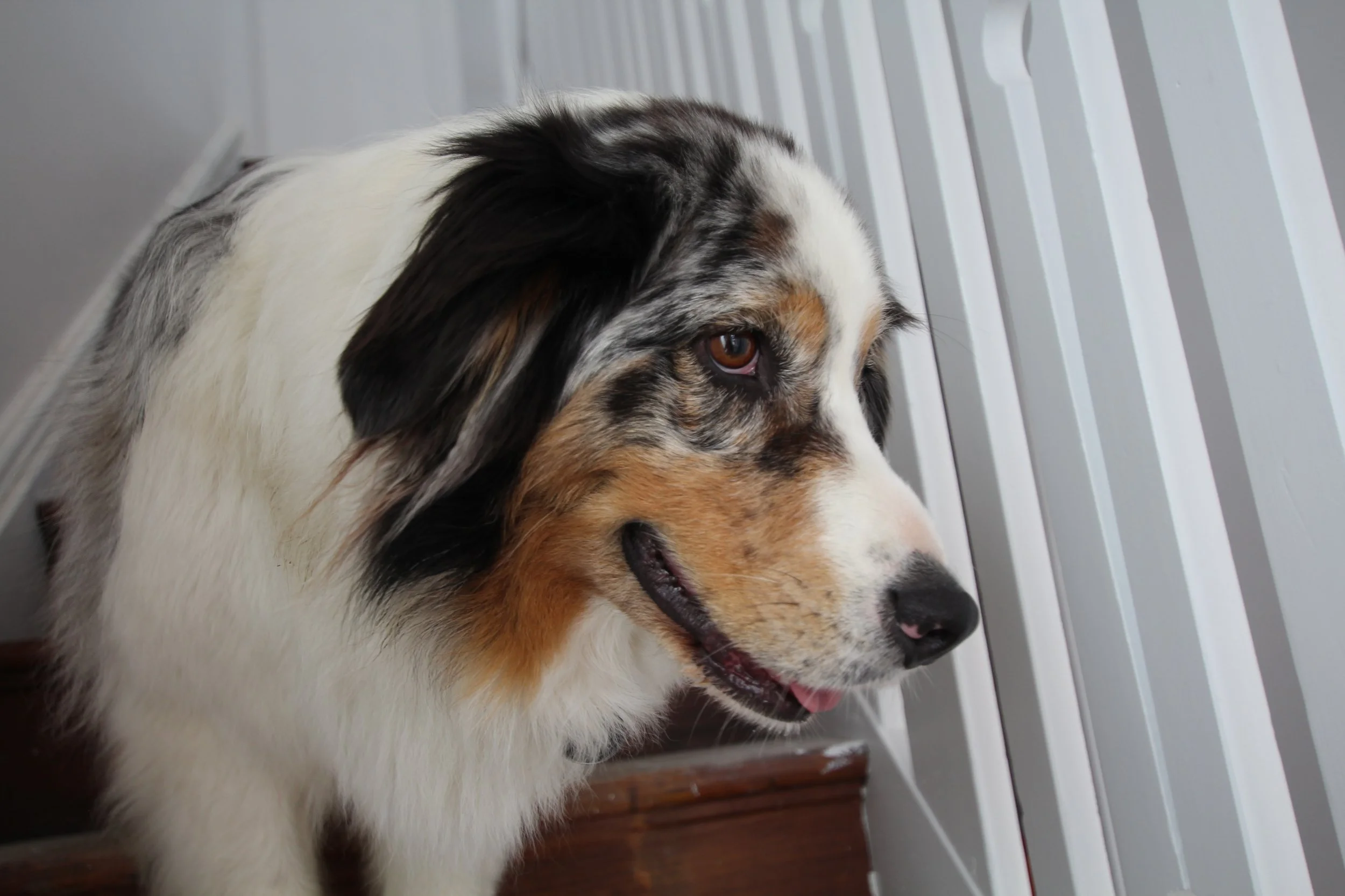 Team member from Saunders Built