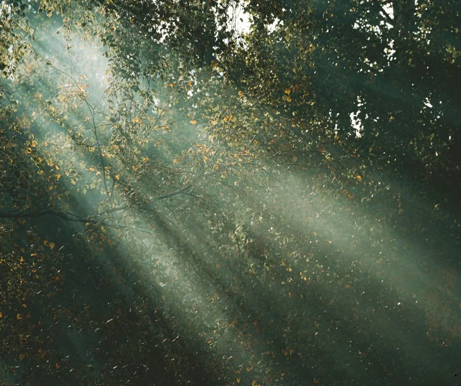 the hidden face of       self-destruction