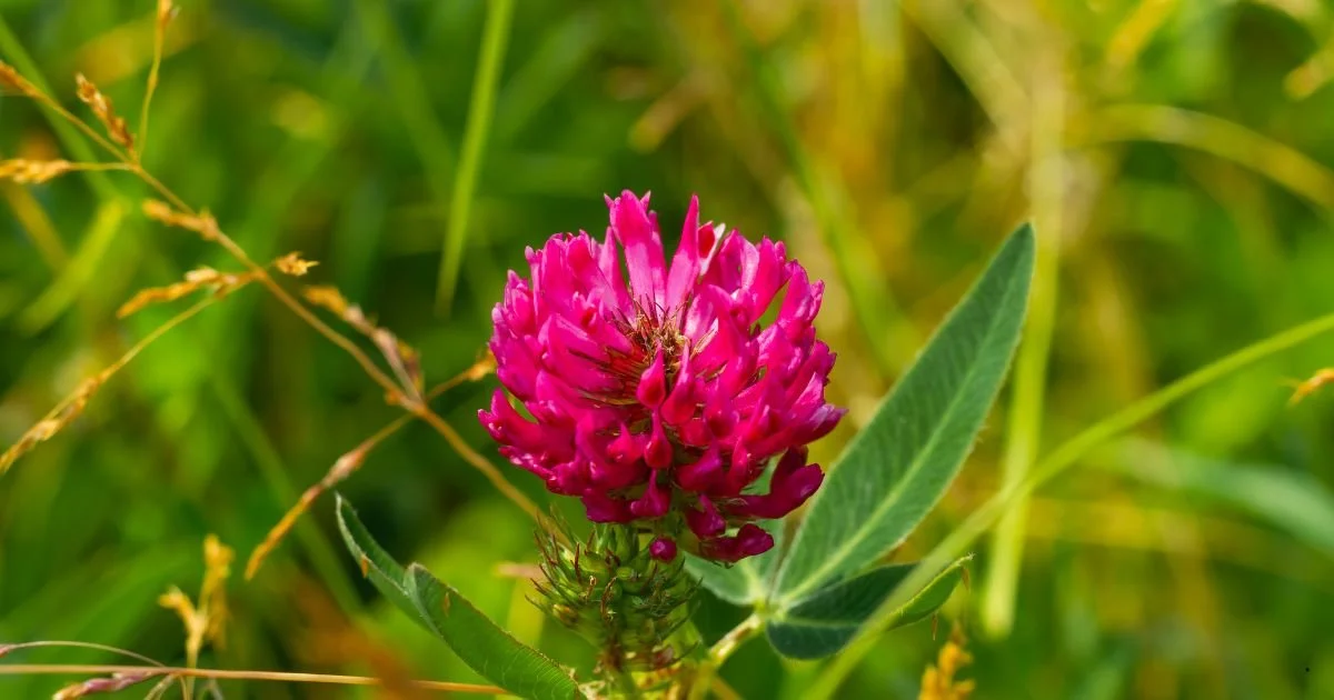 The GARDener &amp;the flower