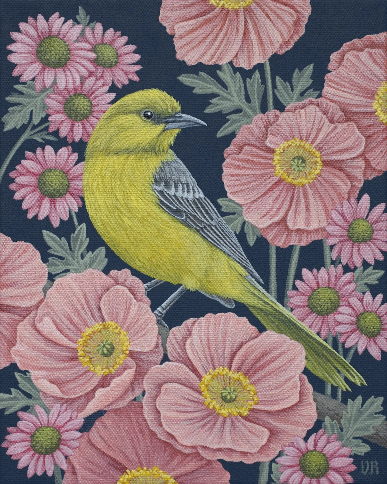 Oriole.jpg