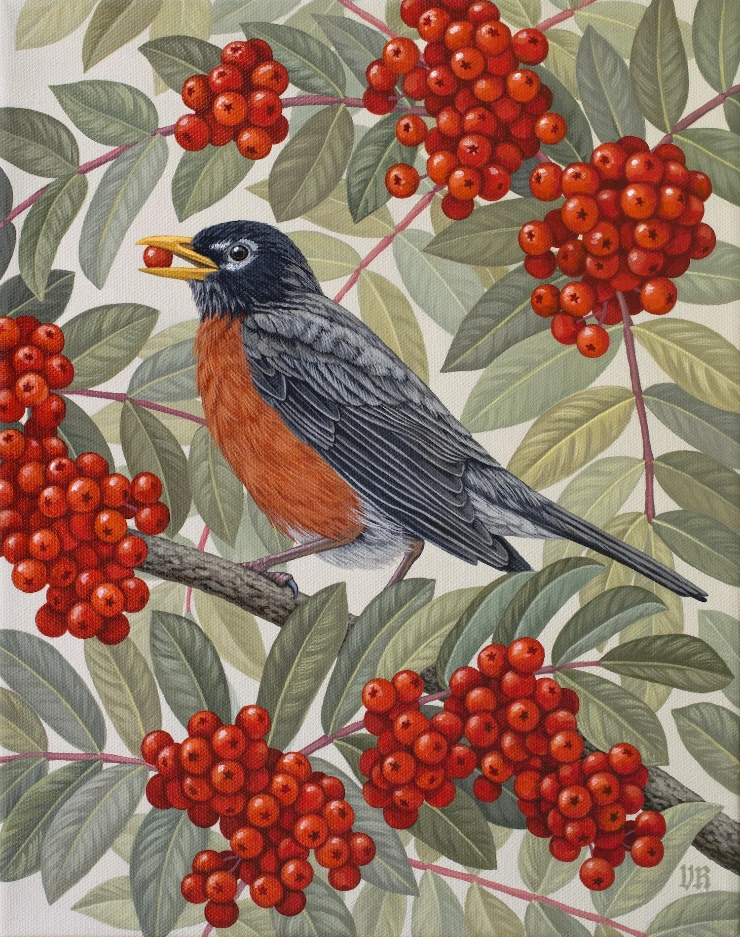 AmericanRobin.jpg