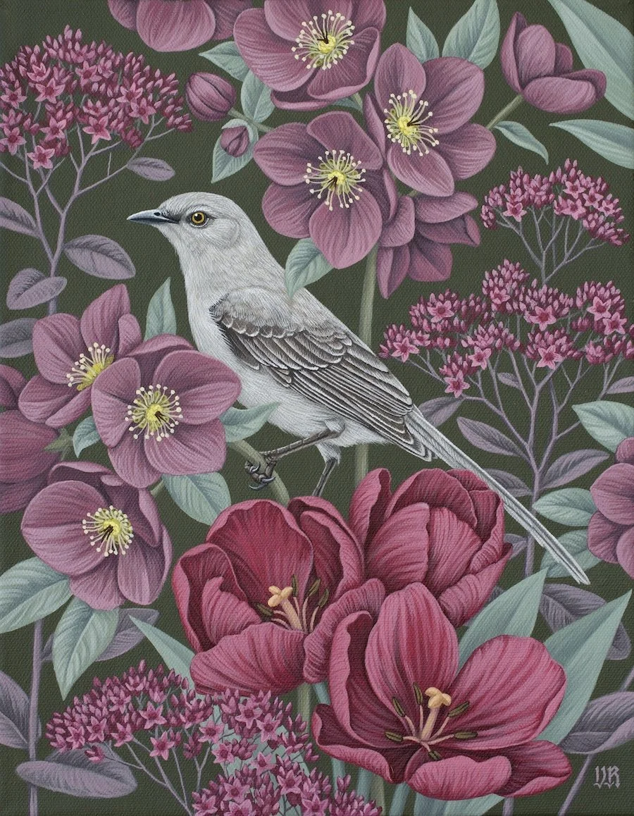 Northern_Mockingbird.jpg