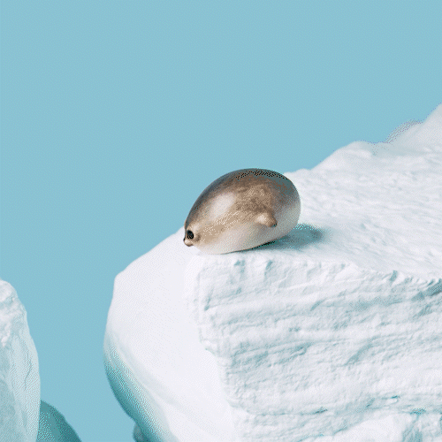 Seal gif 3.gif