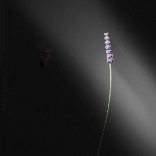 Flower GIF 3.gif