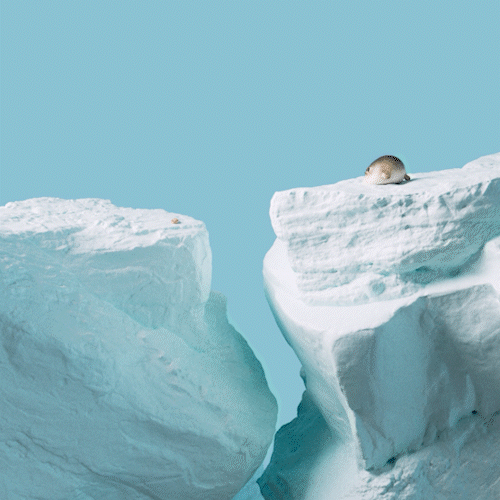 Seal gif 1.gif