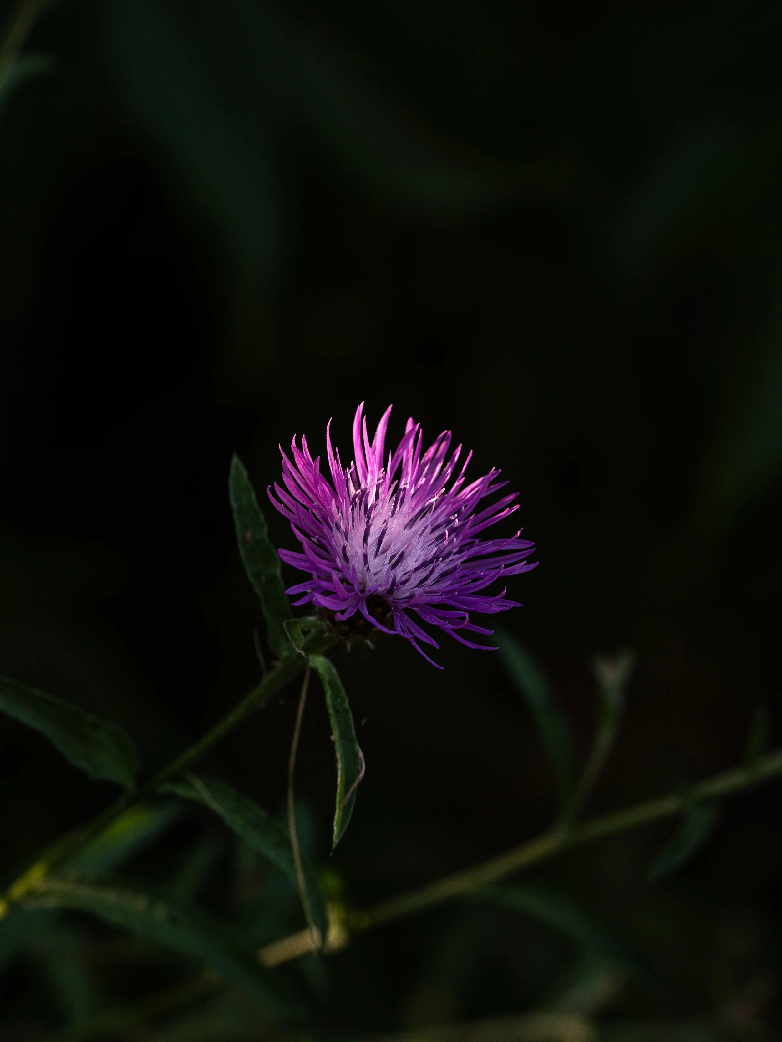 zoo-8.jpg