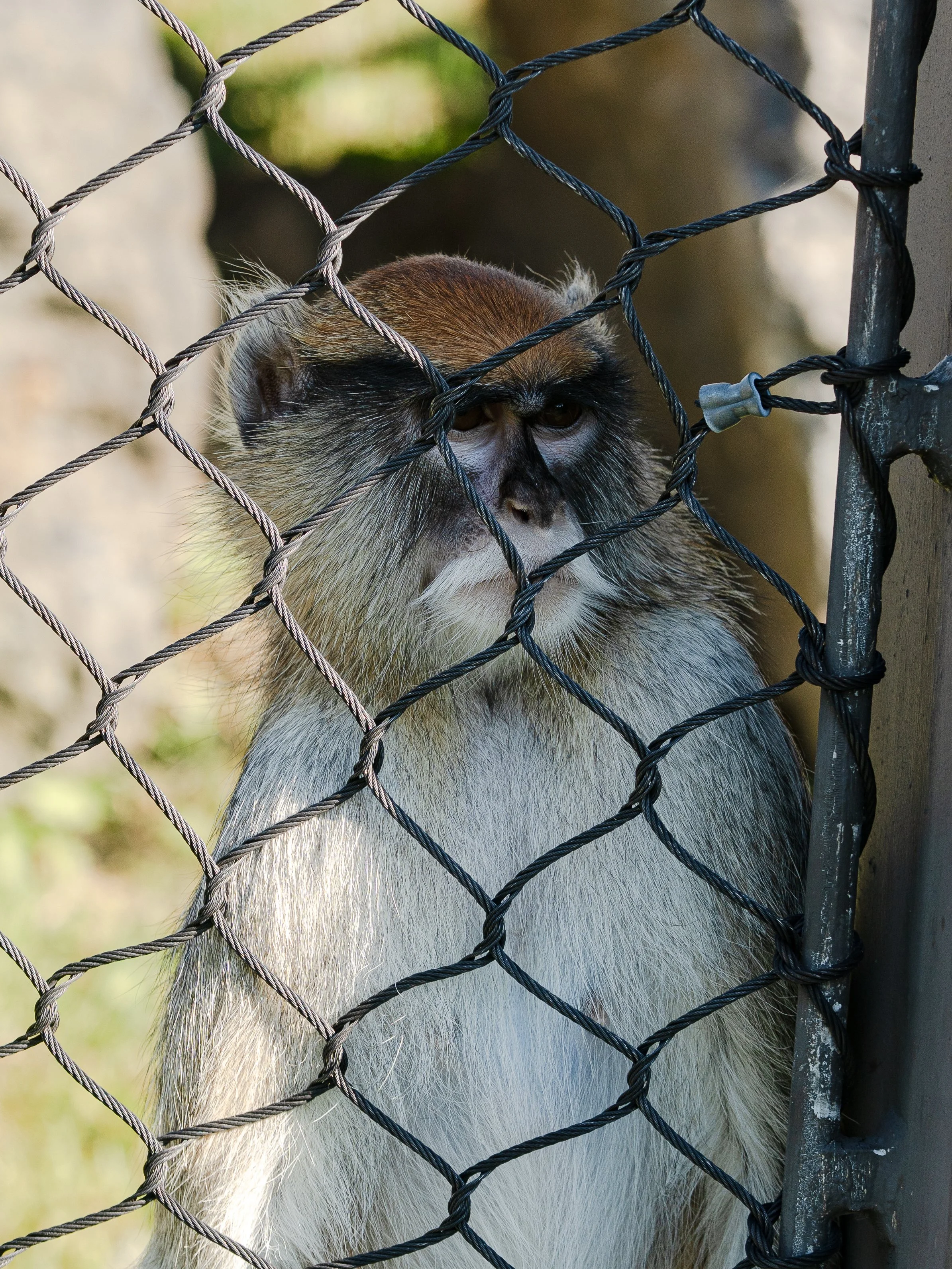 zoo-4.jpg