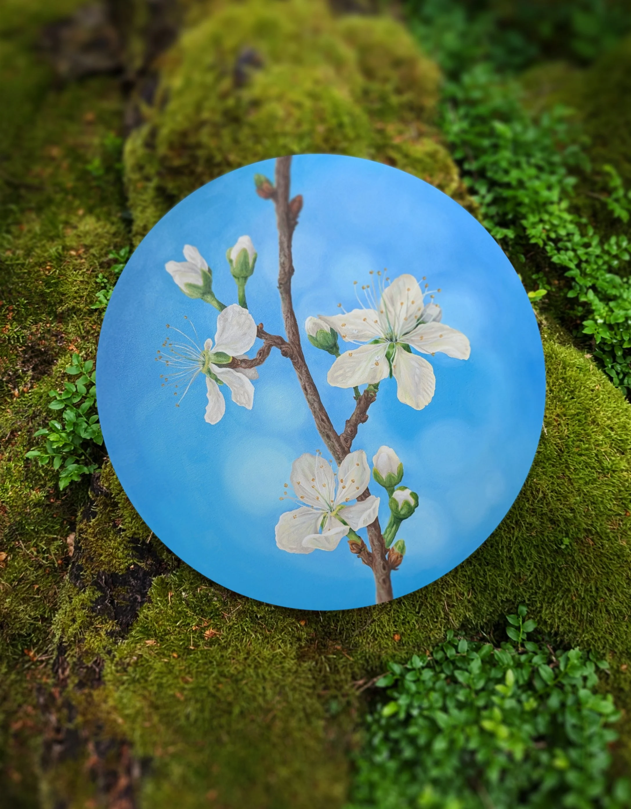 Kunstwerk ‚Auf dem Weg‘ – rundes Ölgemälde mit weißen Kirschblüten auf blauem Hintergrund, fotografiert auf grünem Moos in der Natur