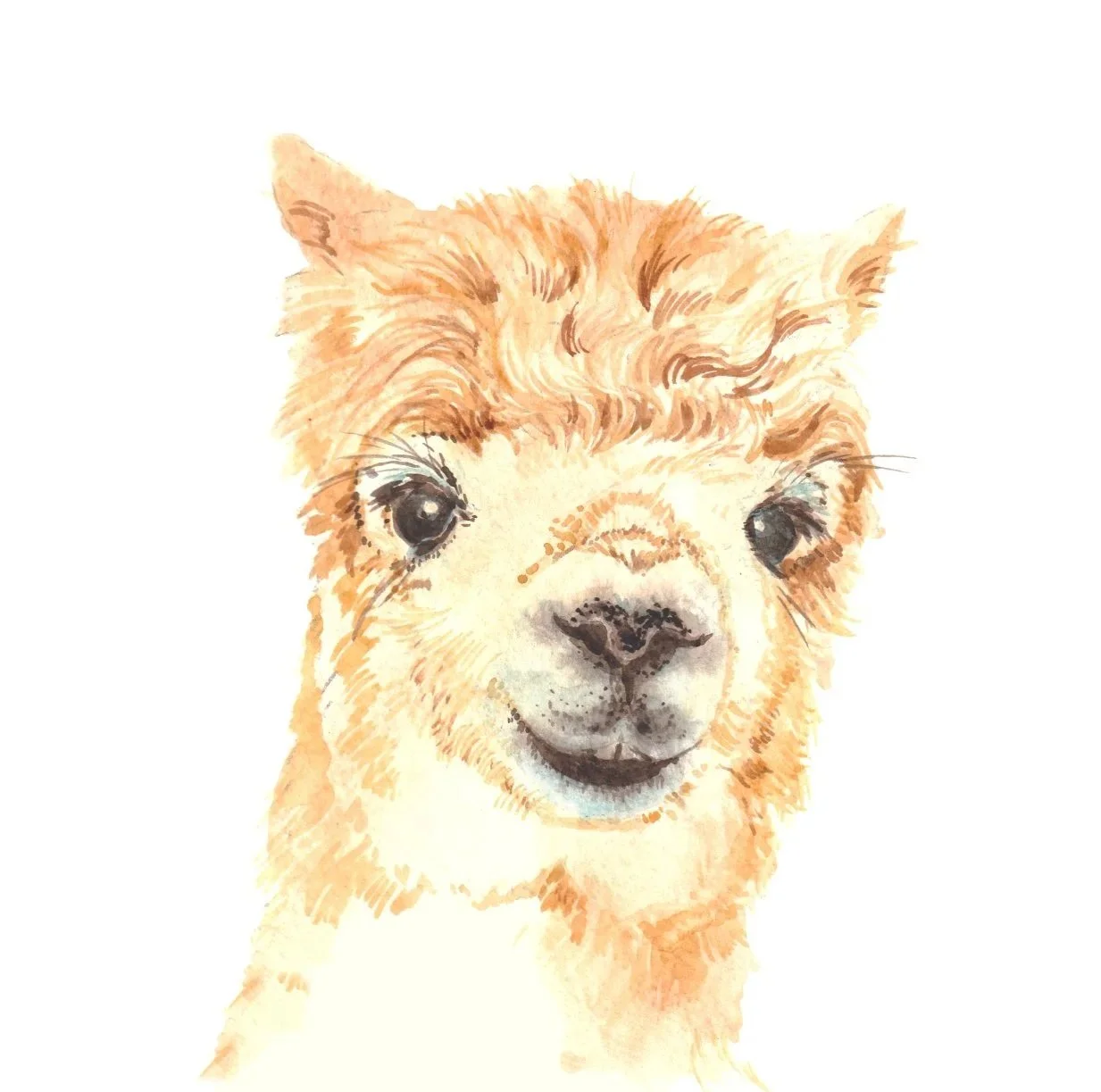 Aquarell-Tierporträt eines Alpakas in warmen Naturtönen auf weißem Hintergrund – Beispielmotiv für einen Aquarell-Workshop.