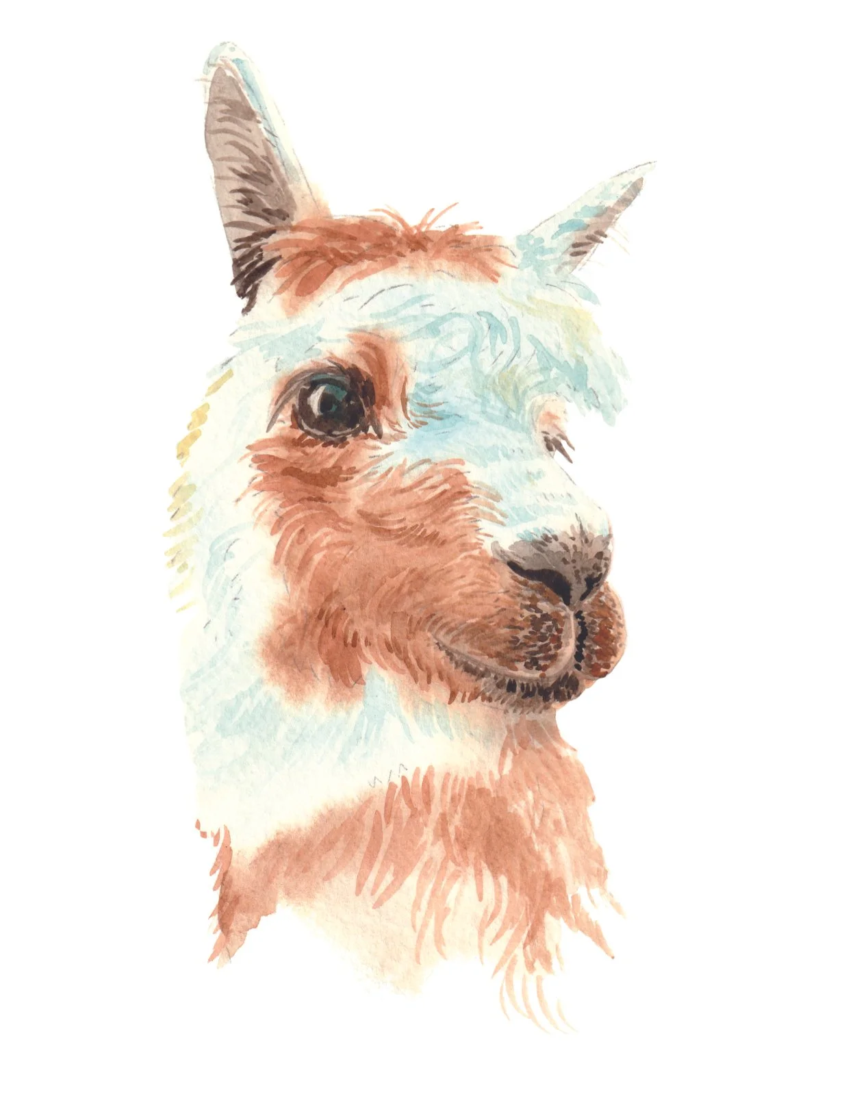 Aquarell-Porträt eines Alpakas in Pastelltönen auf weißem Hintergrund – lockere, ausdrucksstarke Malweise.