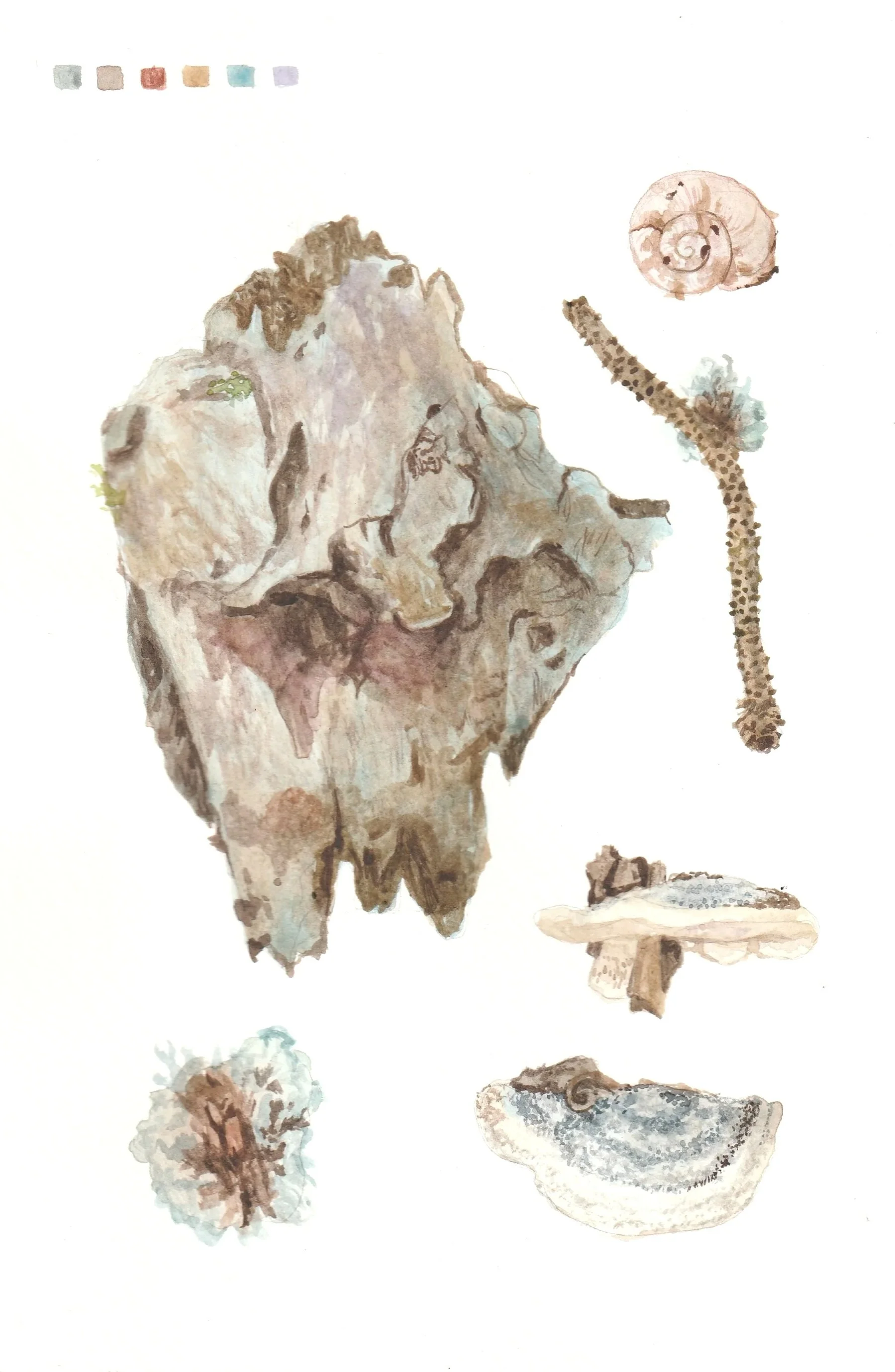 Aquarellierte Nature-Journal-Seite mit Fundstücken aus dem Wald wie Baumrinde, kleinen Pilzen und Schneckenhaus