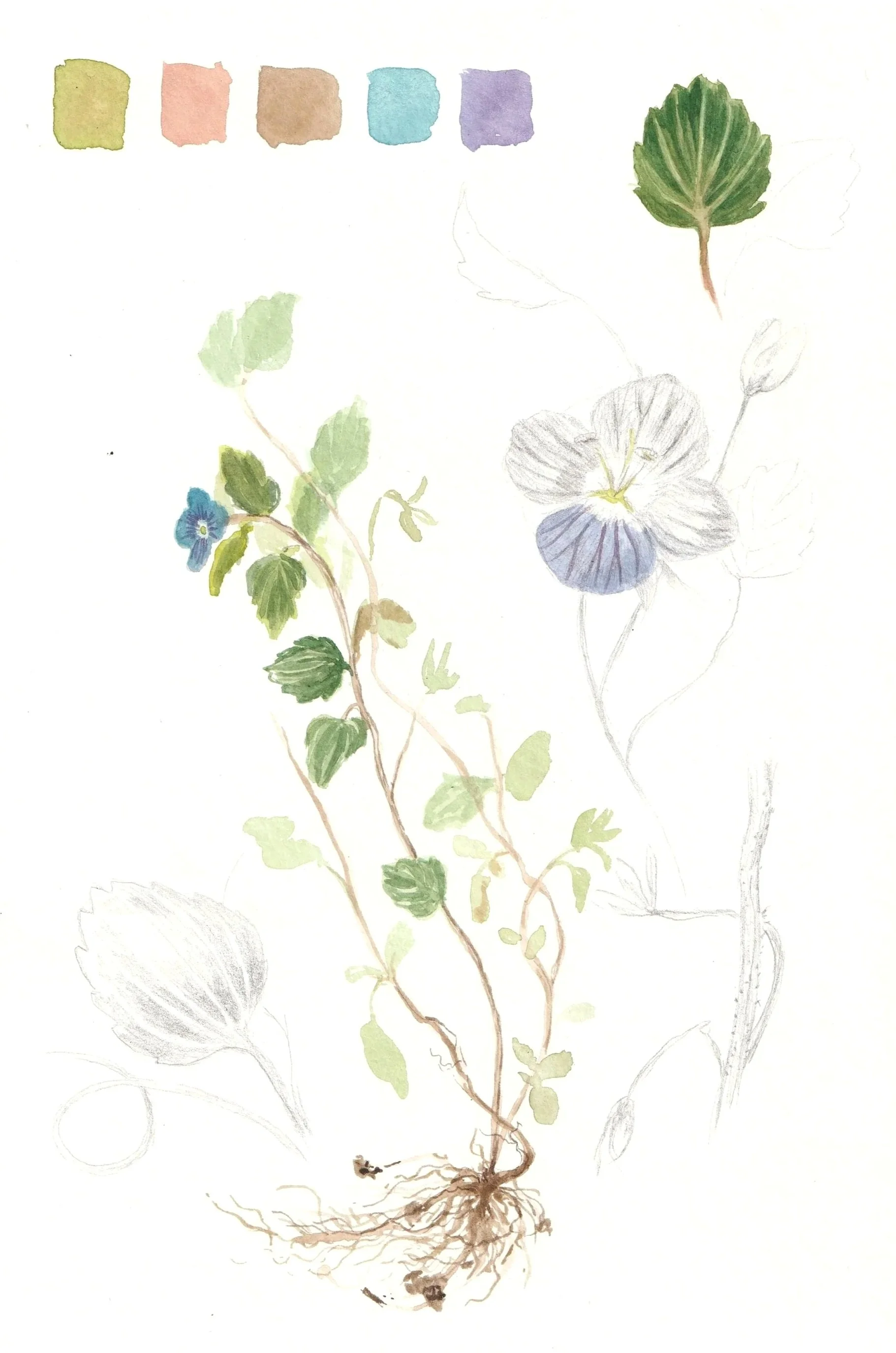 Aquarellierte Nature-Journal-Seite mit Ehrenpreis, Farbproben und botanischen Skizzen in zarten Grün- und Blautönen