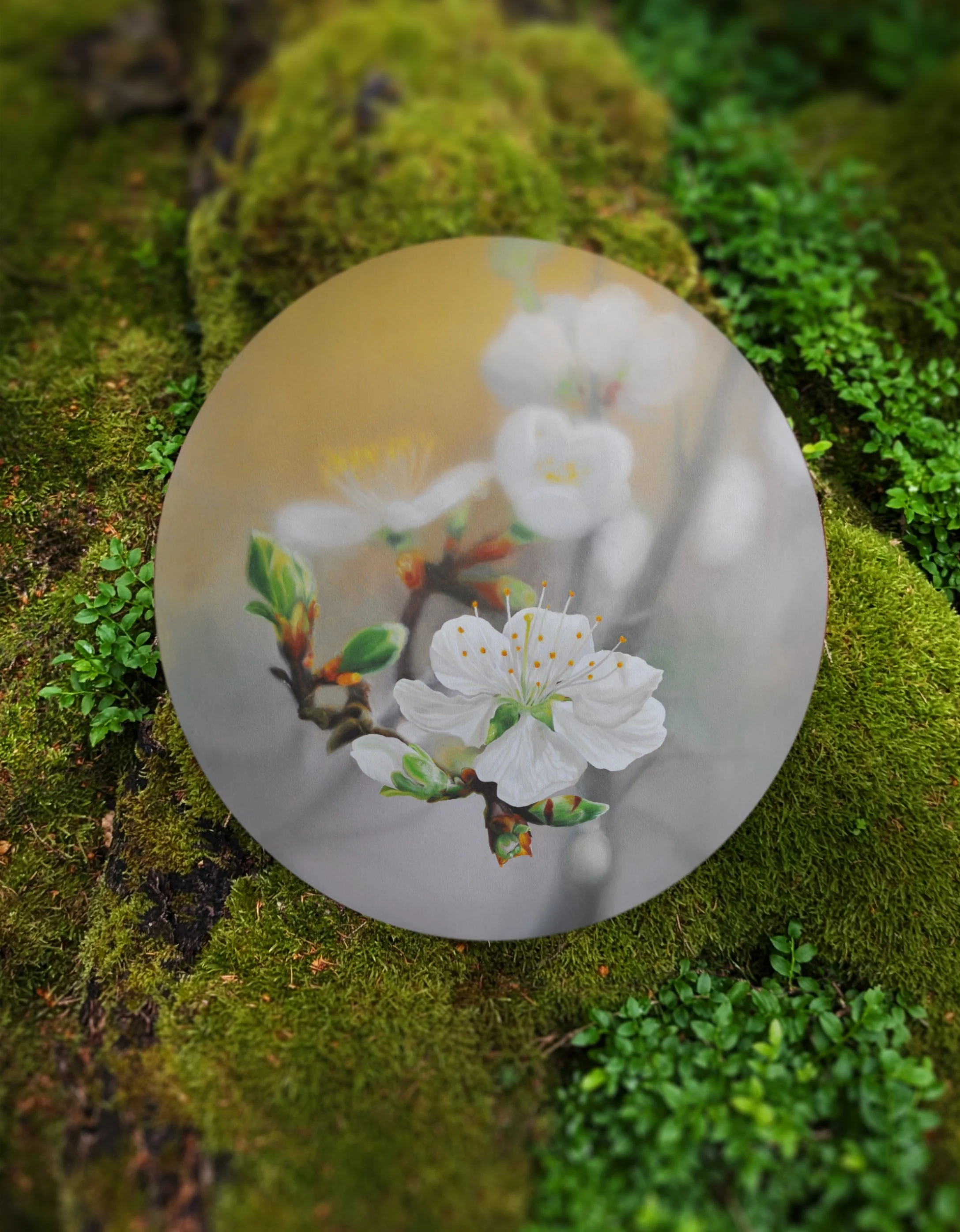 Ölgemälde „Lichtblick“ aus der Serie Hanami 2 – Kirschblüten auf runder Leinwand, präsentiert auf grünem Moos in natürlicher Umgebung