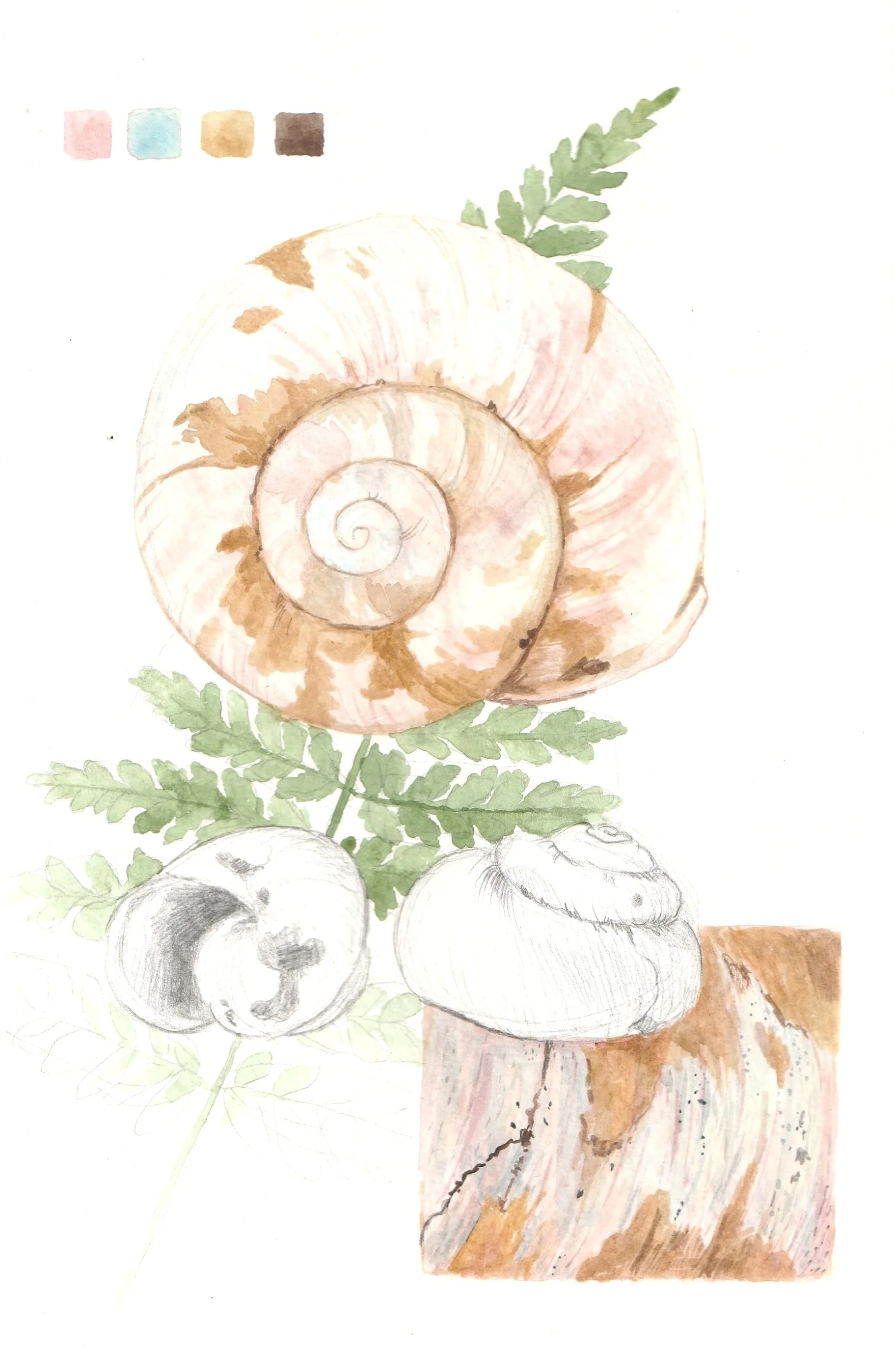 Nature-Journal-Seite mit Aquarellstudie einer Schnecke, Farnblättern und Farbproben