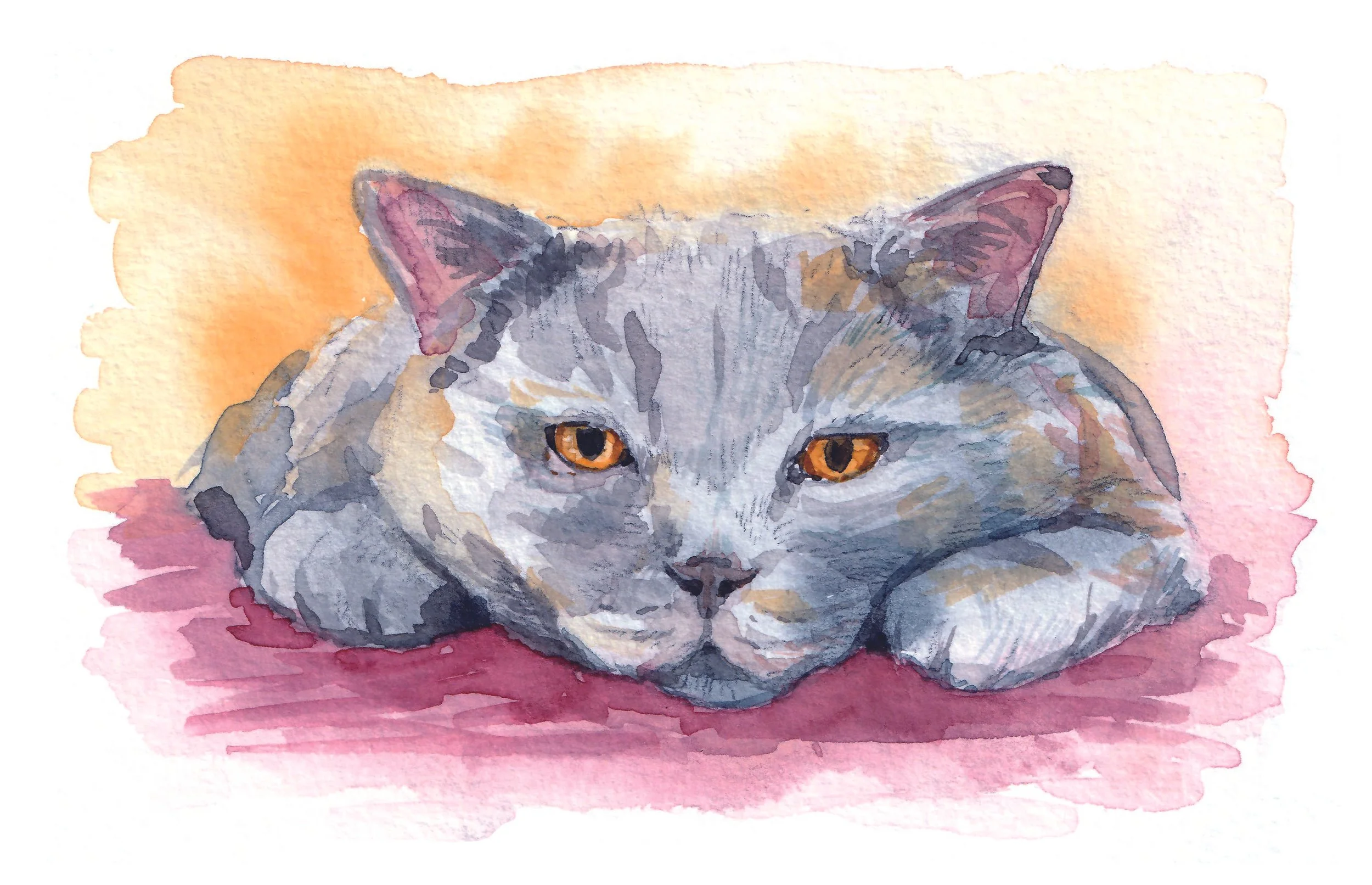 Aquarell-Katzenporträt nach Fotovorlage: graue Katze liegend, orangefarbene Augen, weicher Farbverlauf im Hintergrund.