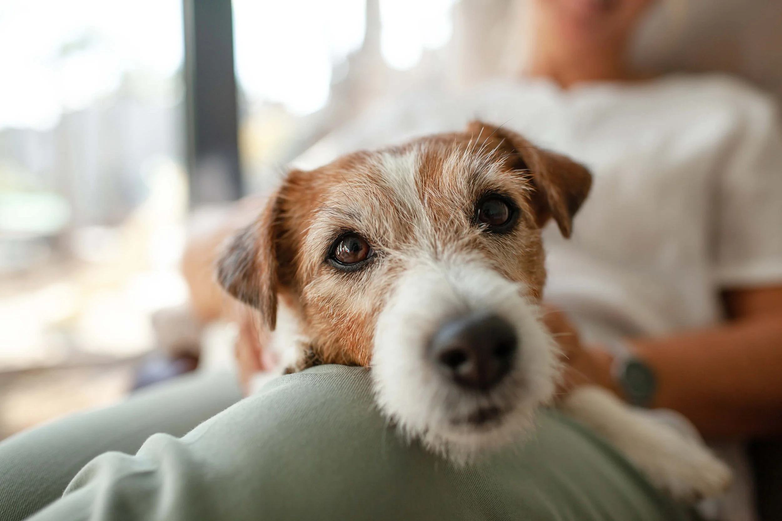 Close-up of a adorable brown and white dog resting its head on a person's lap indoors.