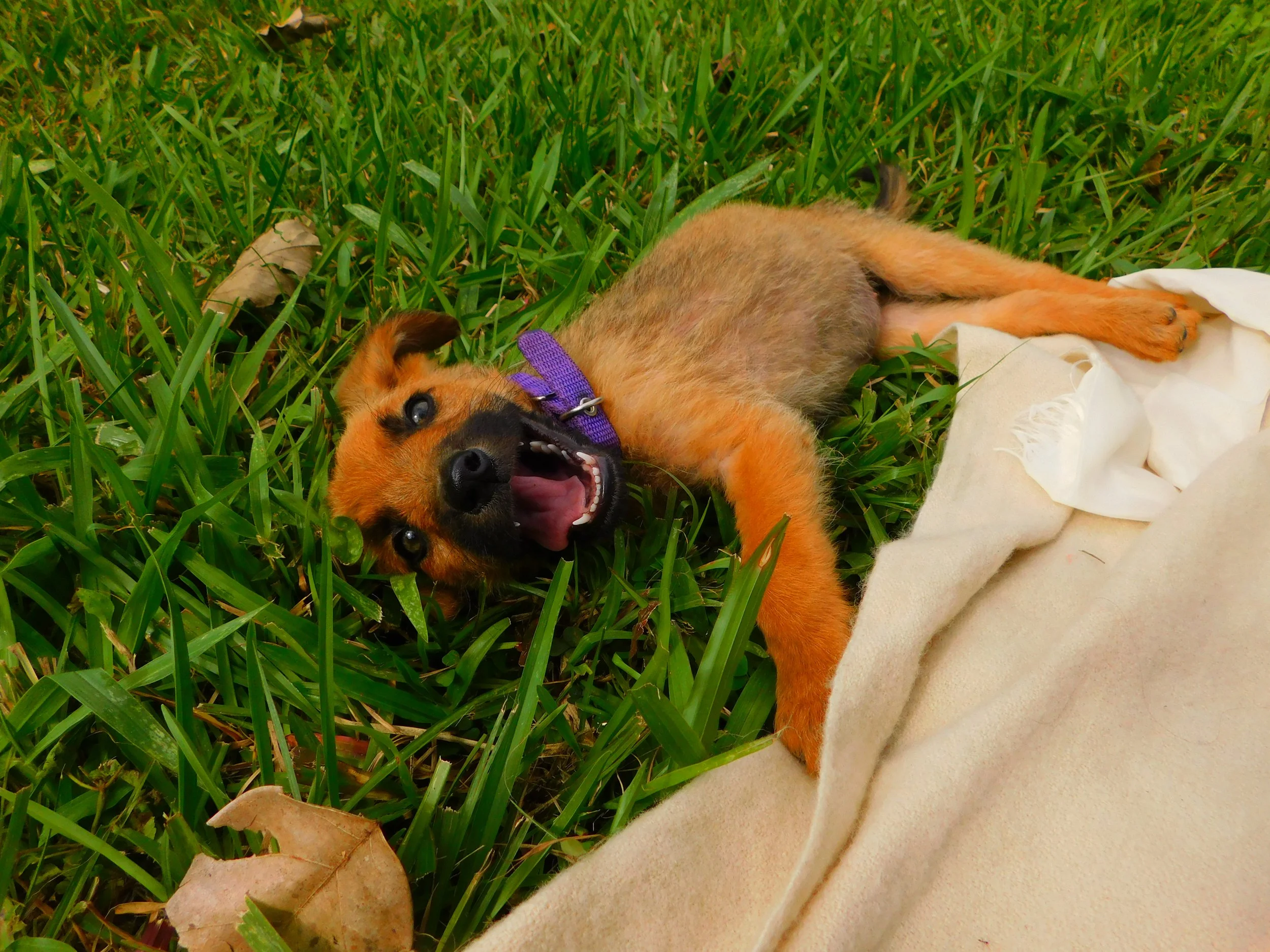 Ch. 12- The Power in Letting Go. Costa Rica- Rescuing Mariposa