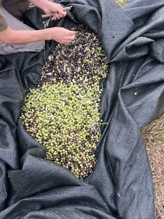 IMG_1669 2 Small.jpeg