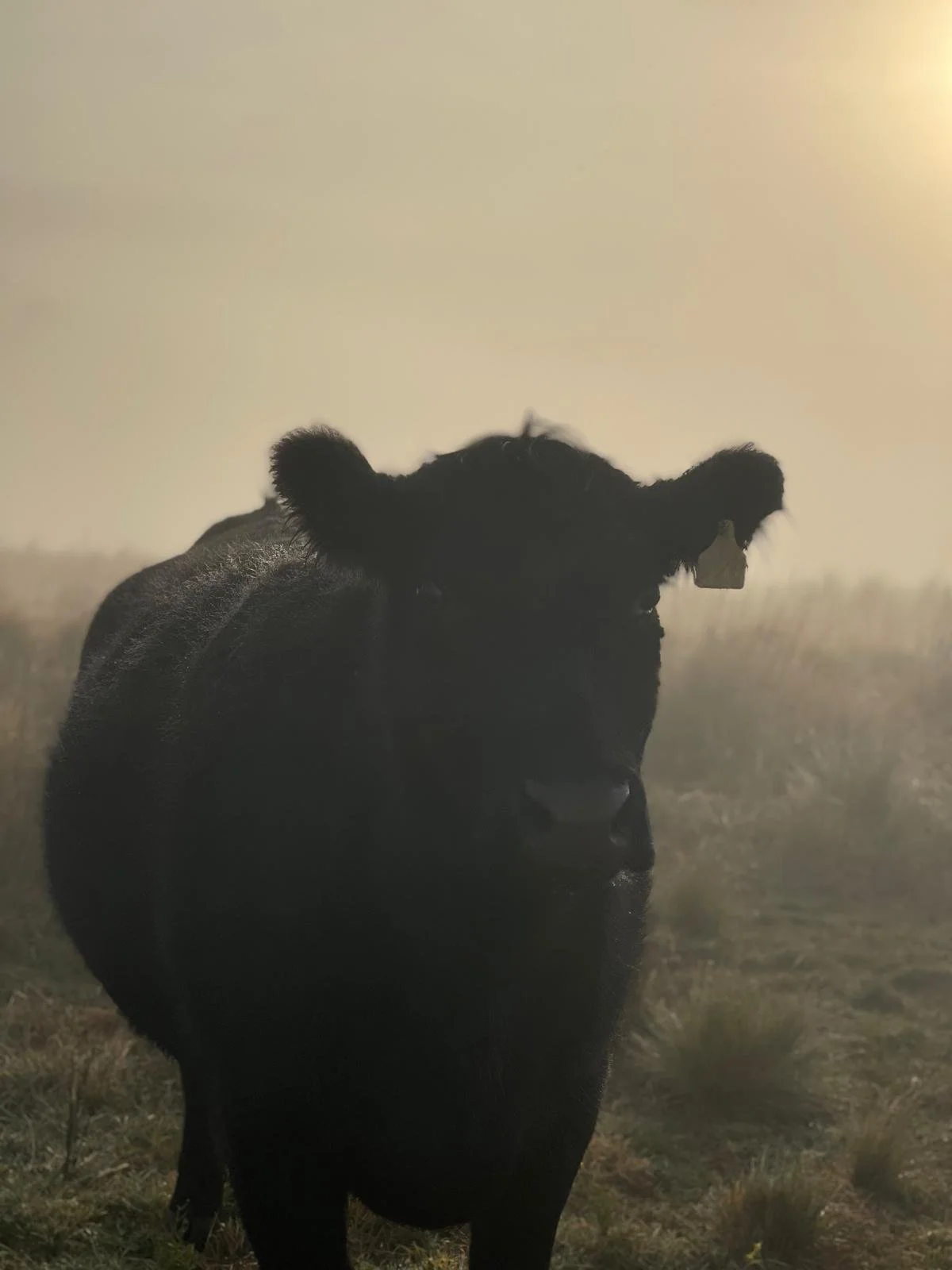 A black cow standing in a foggy field with minimal background details visible.