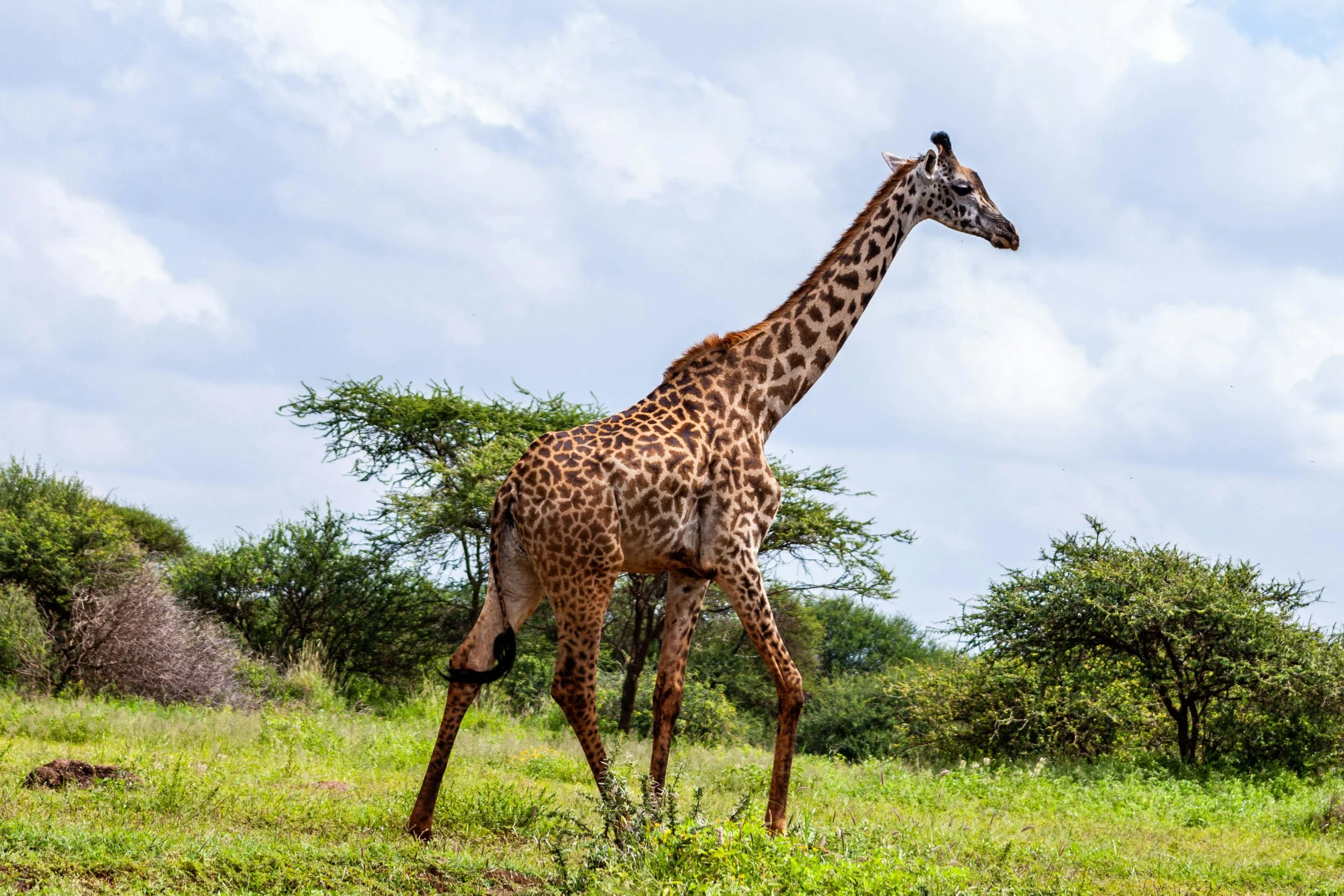 pexels-africavacationsafaris-3529692.jpg