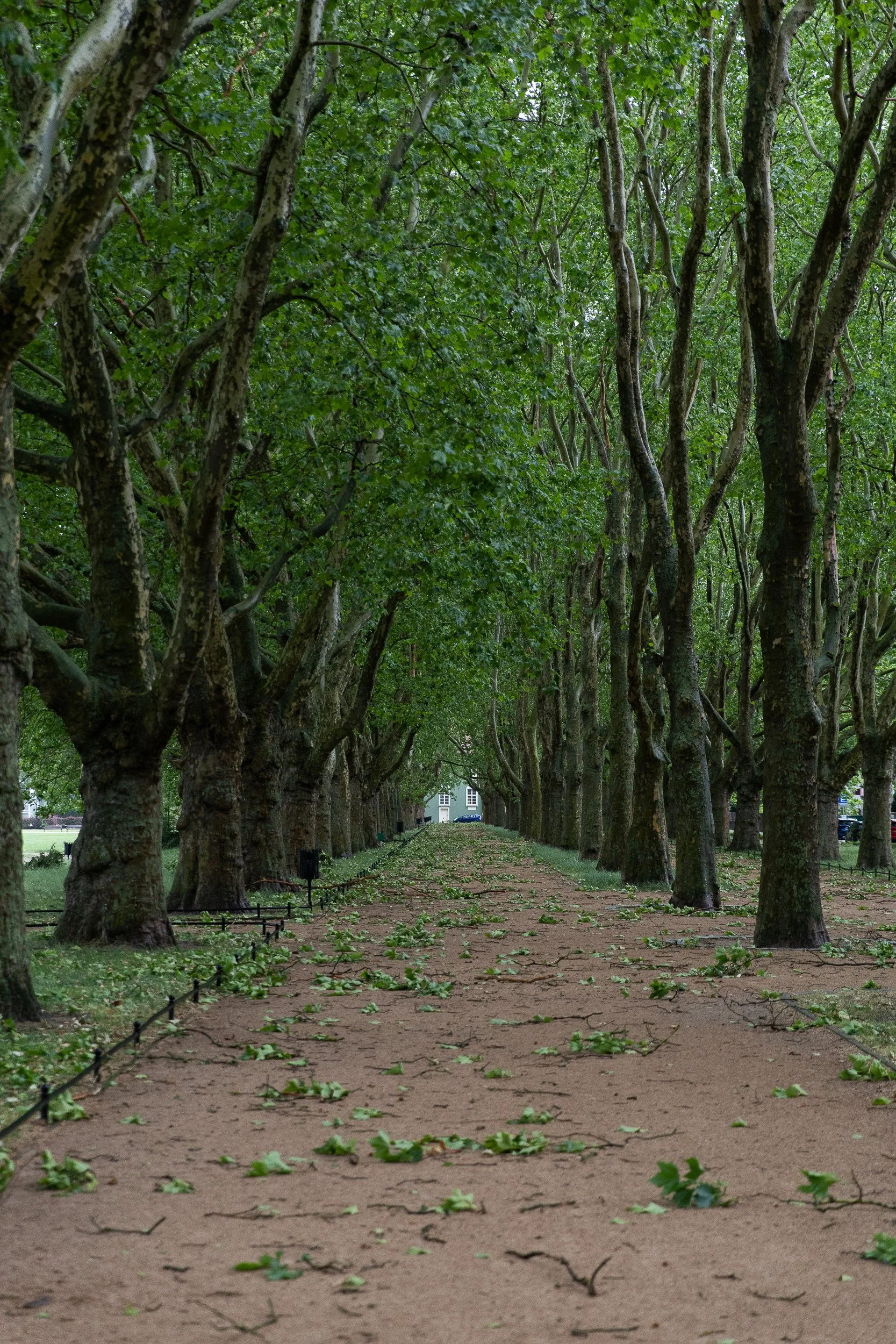 Branches blown away by strong wind, Jasne Błonia, Szczecin, Poland, June 23, 2025