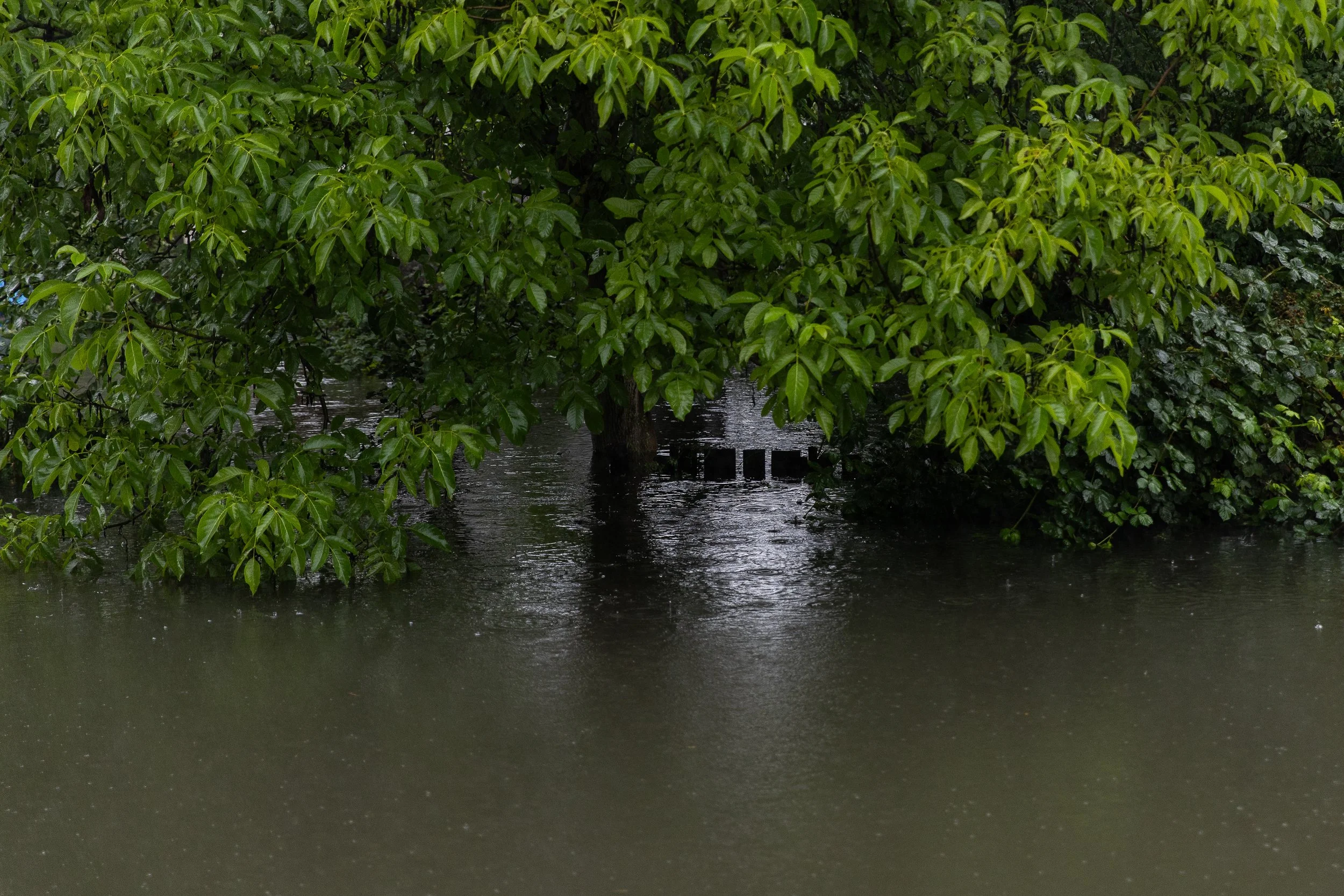 flooded-allotment-gardens-5.jpg