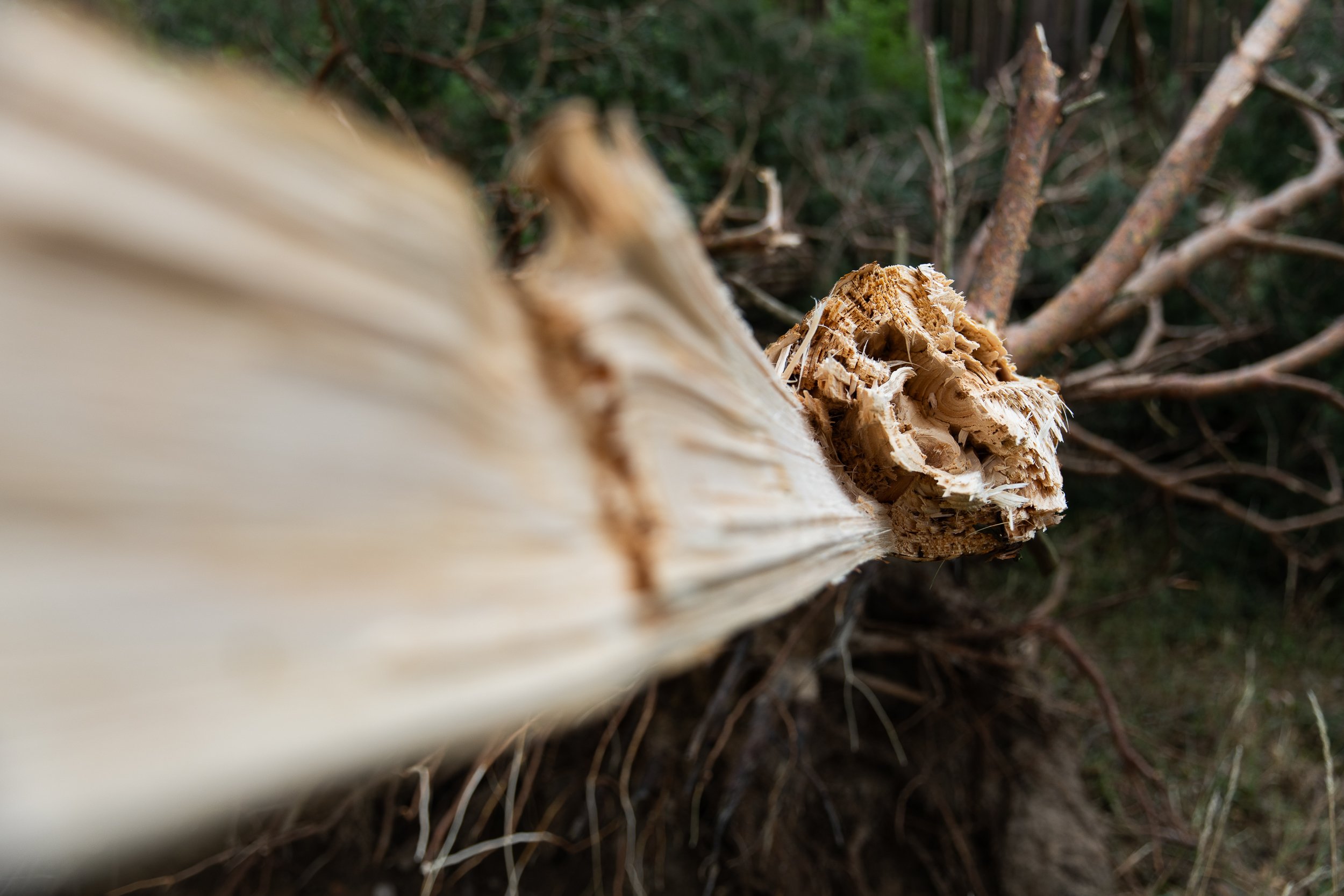 Tree broken by strong winds outside the town of Chojna from the direction of Szczecin, Poland, June 27, 2025