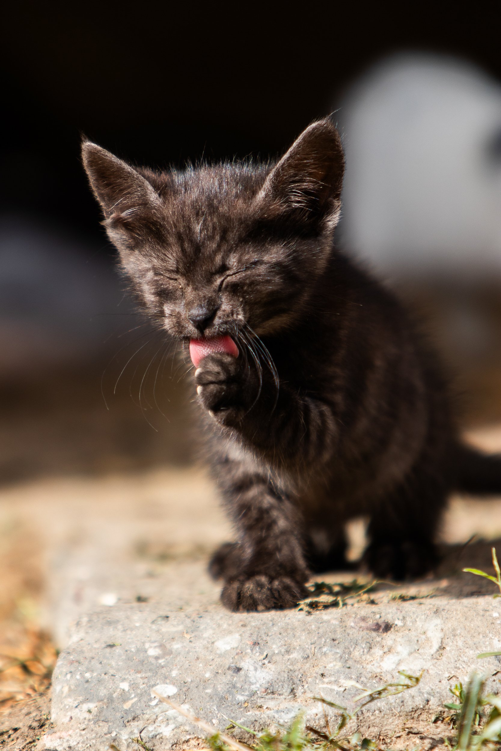 A kitten was abandoned with its siblings at a farm, Kamionka, Poland, September 20, 2022
