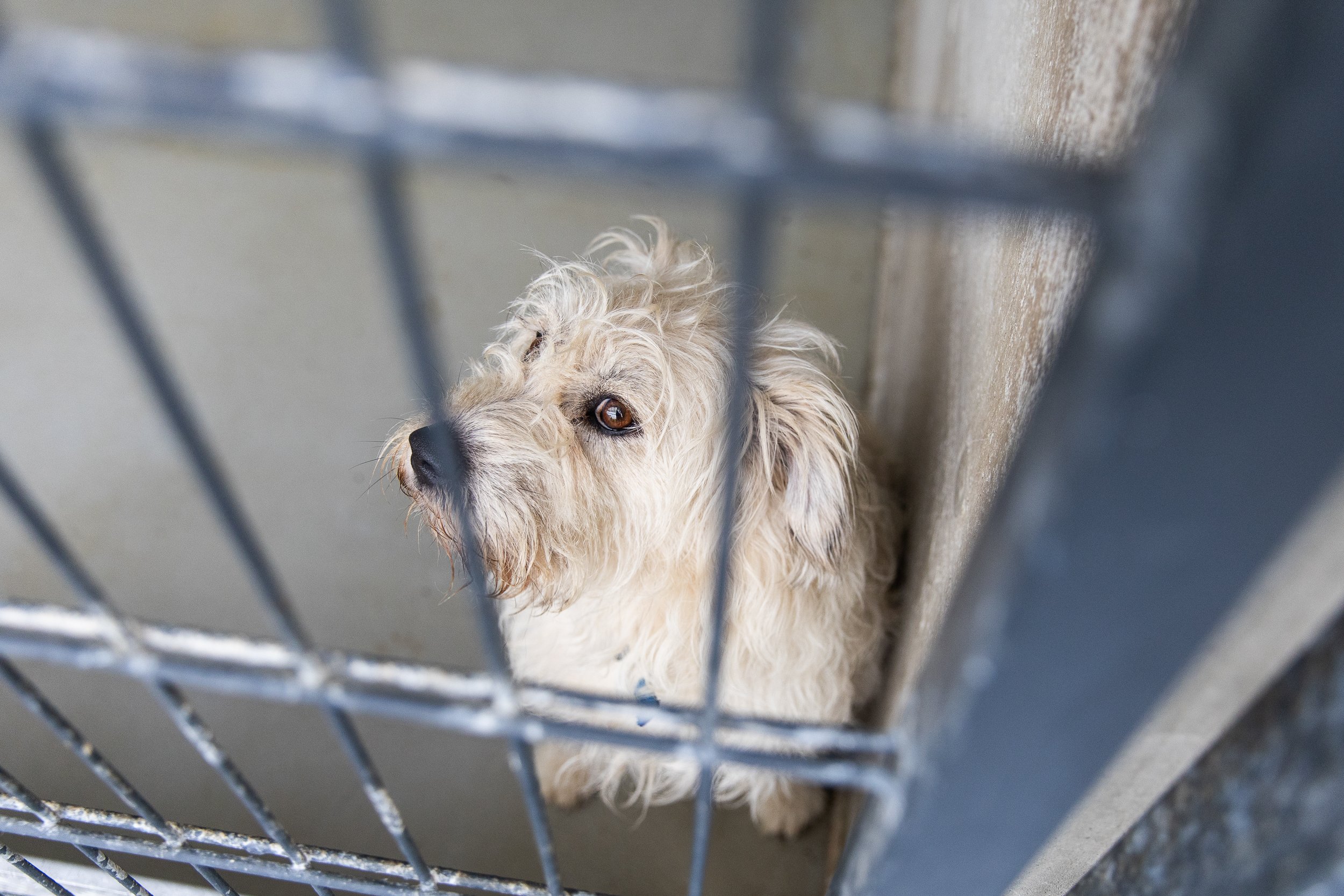 dog-in-animal-shelter-3.jpg