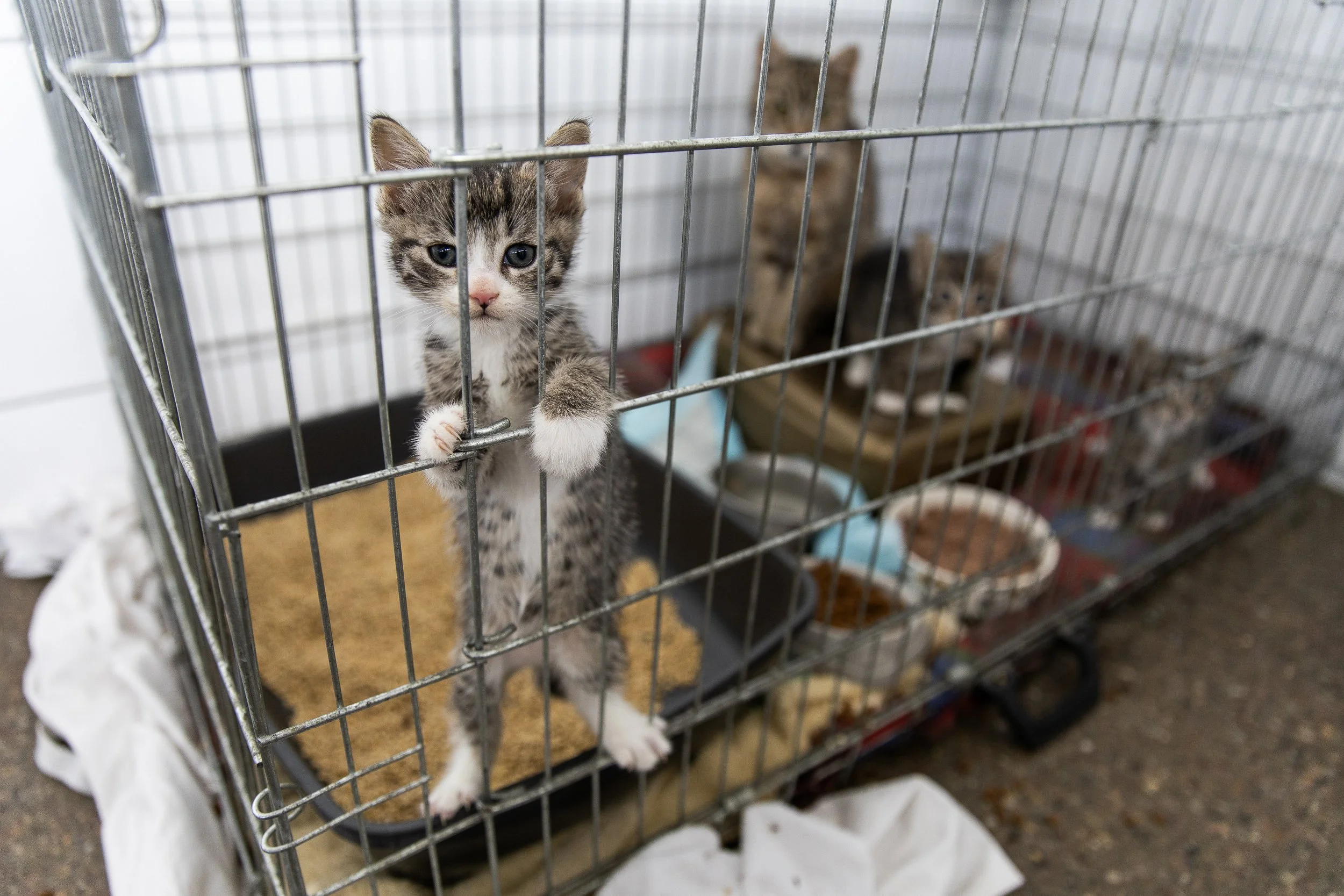 kitten-in-animal-shelter.jpg