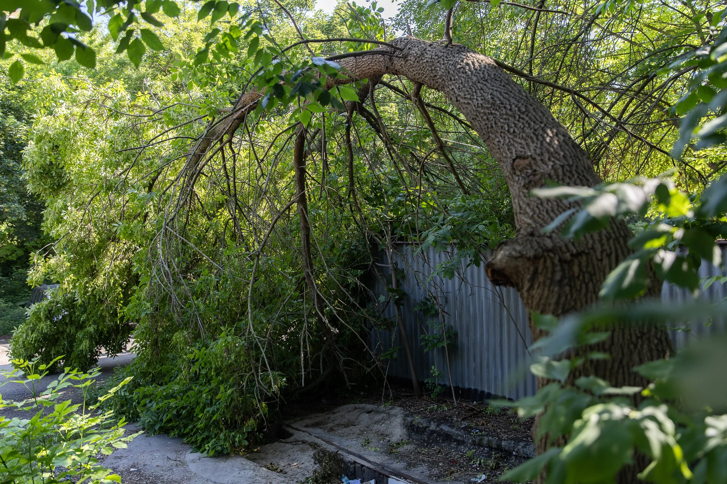 Fallen tree in the "Niebuszewo" district, Szczecin, Poland, June 14, 2025