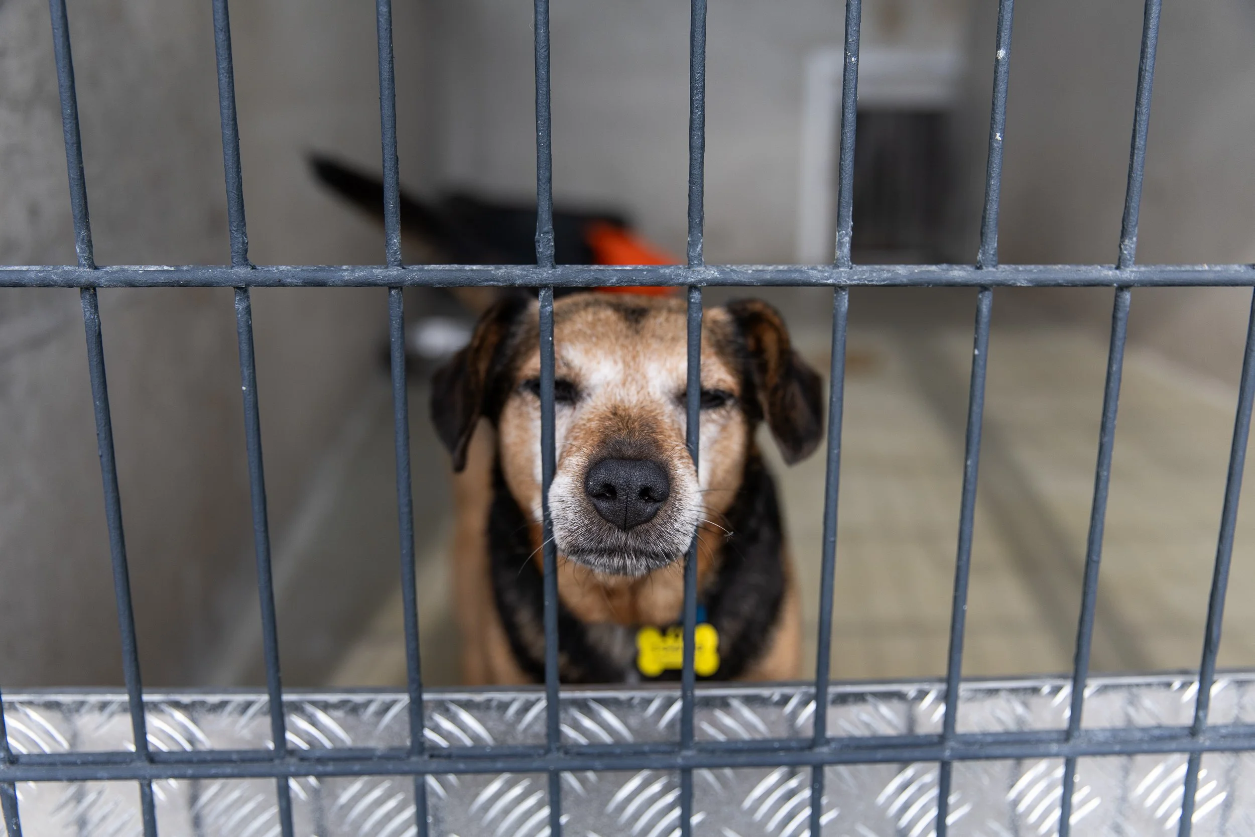 dog-in-animal-shelter.jpg