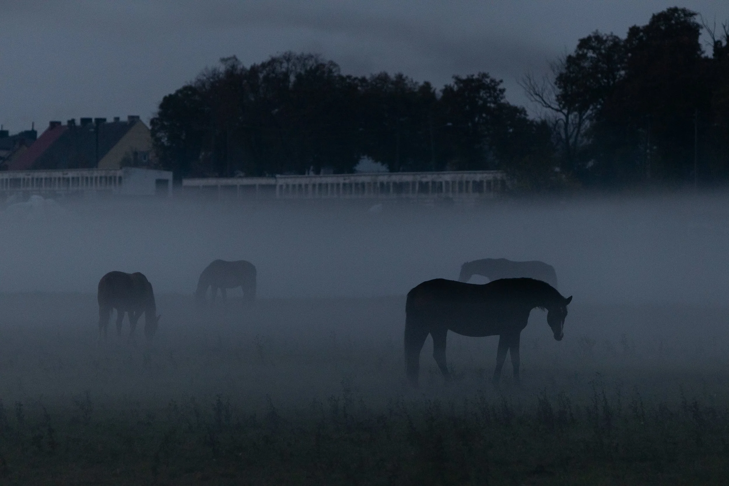 konie-we-mgle.jpg