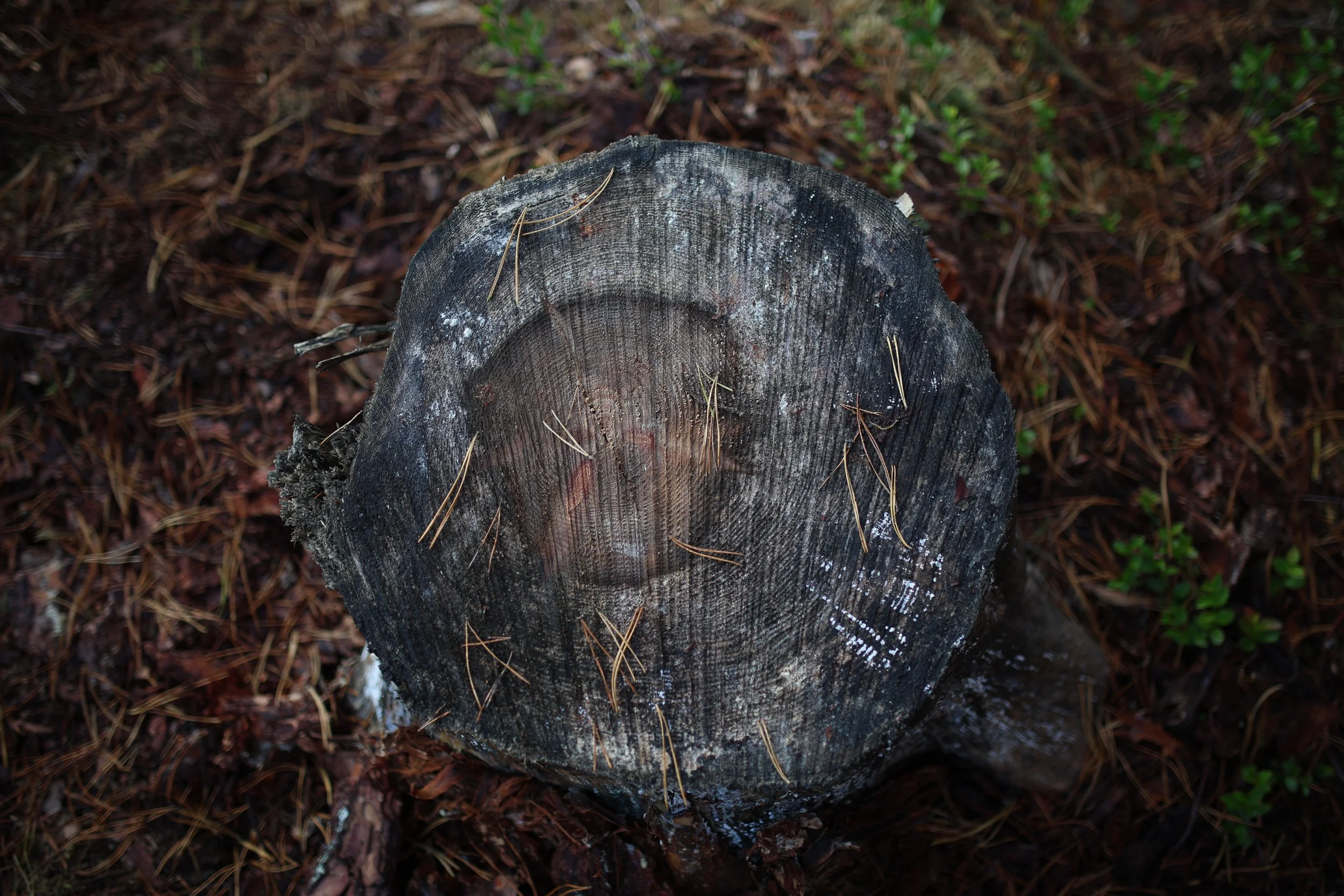 Trunk of a cut tree, Near provincial road 142 “chociwelka”, Poland, October 25, 2024