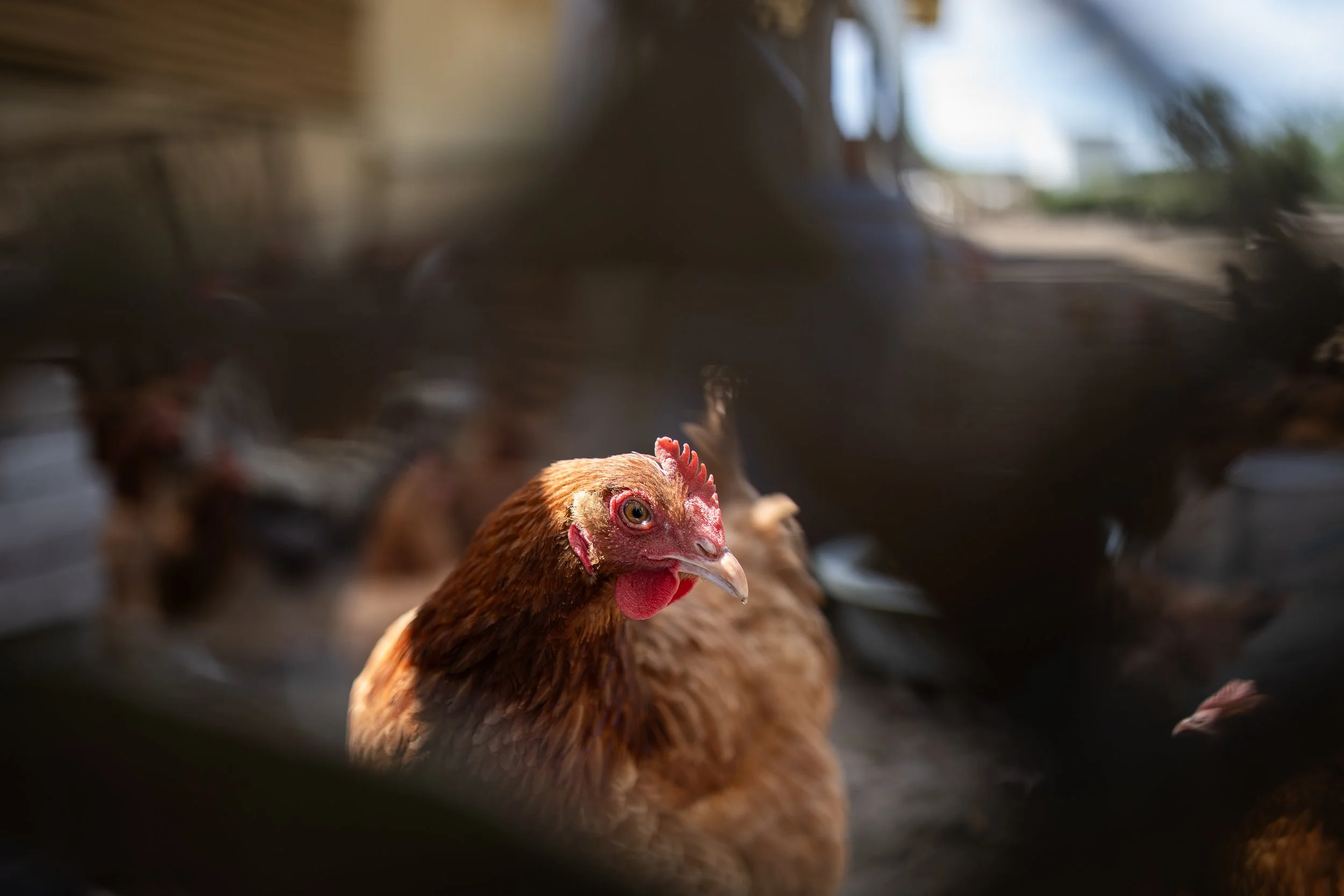 Breeding hen, Farm, Boleszkowice, Poland, July 6, 2024